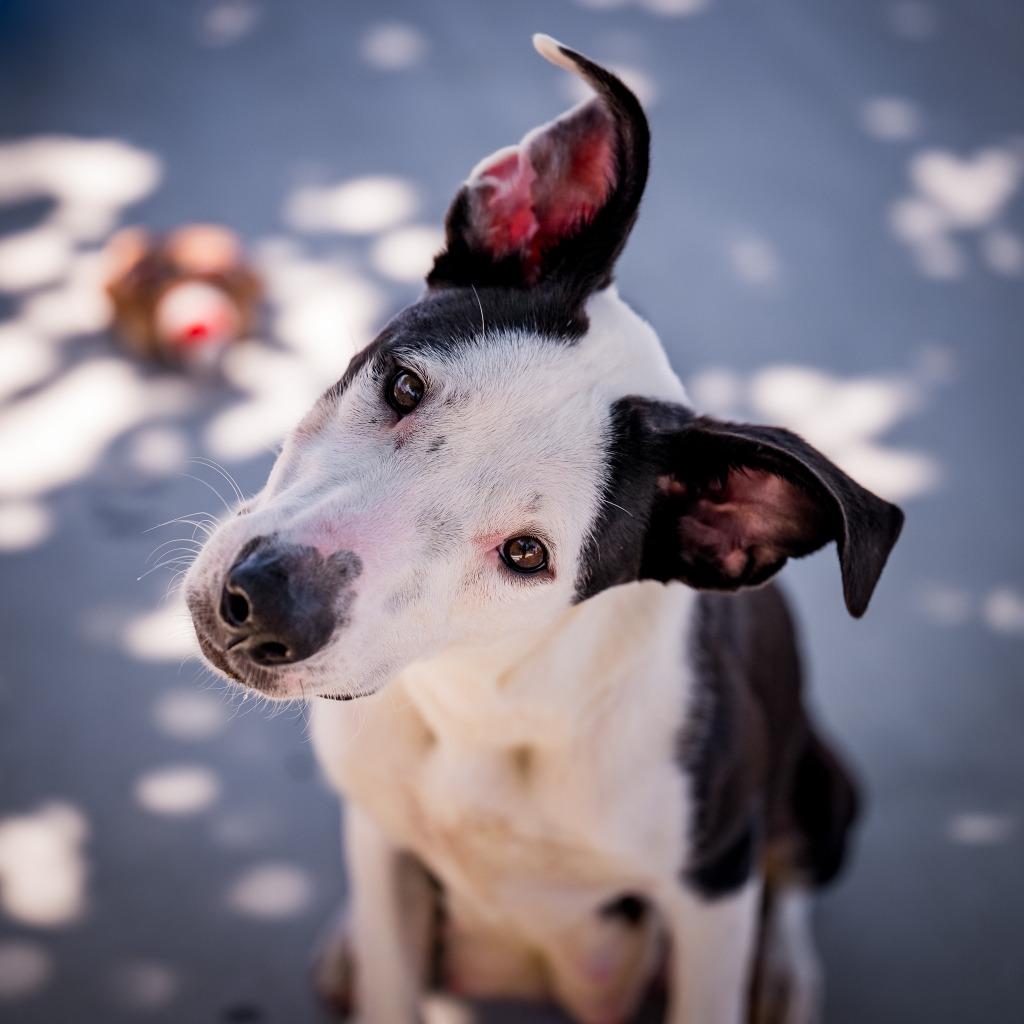 Enlarge Snow white, a Adoptable Pit Bull Terrier in Twentynine Palms, CA image 5/5