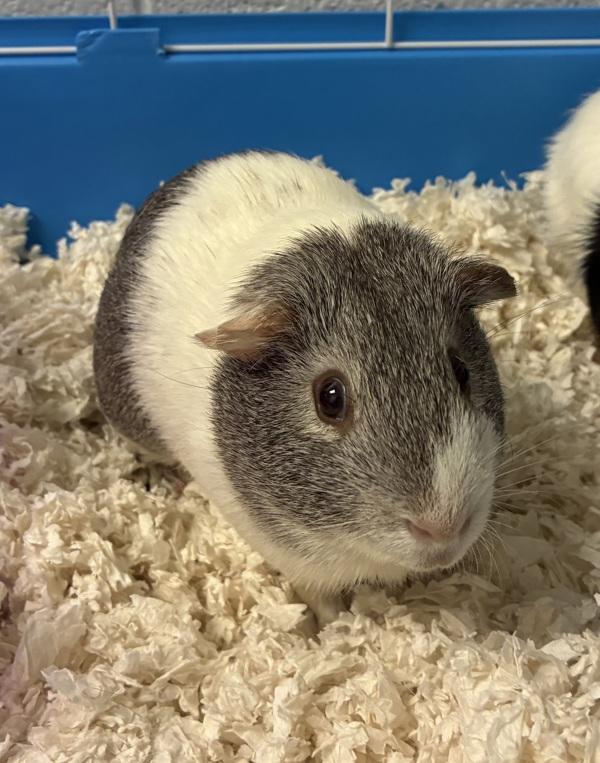 *Jerry*, Adoptable, Young Male Guinea Pig.