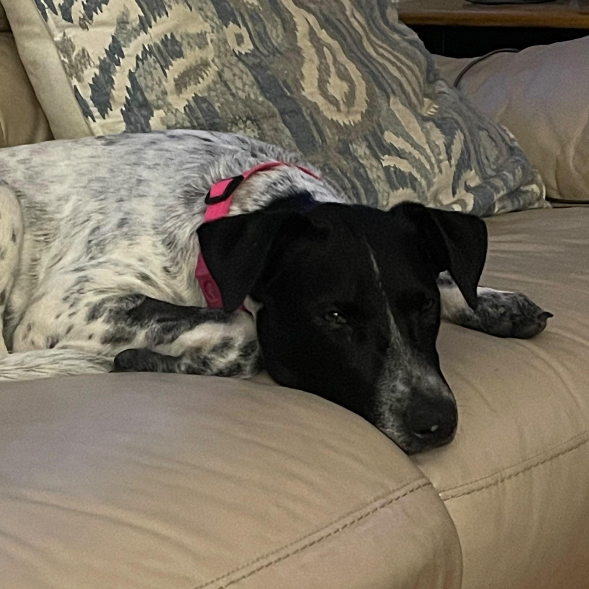 Enlarge Charlie, a Adopted Mixed Breed in Manchester, NH image 2/6