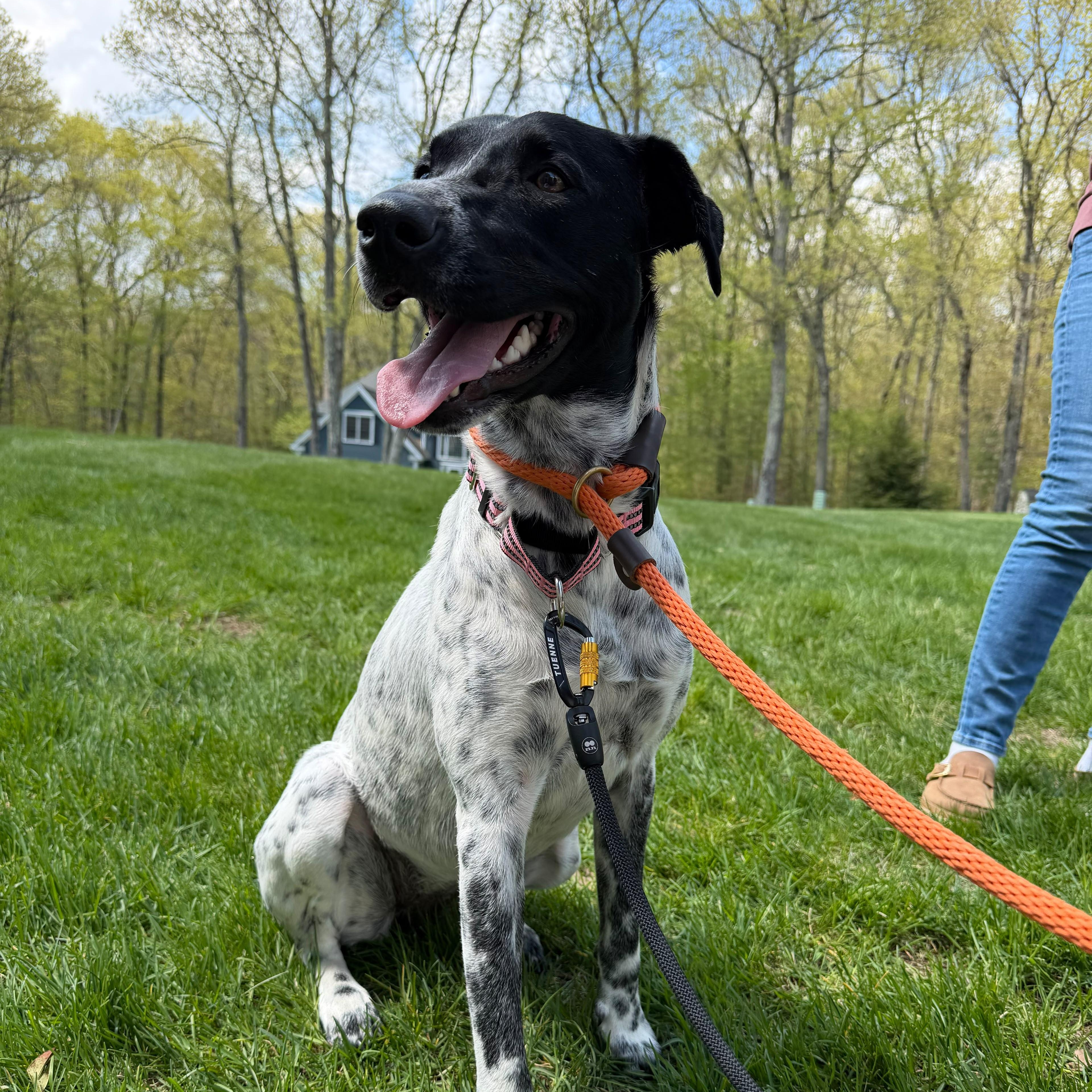 Enlarge Charlie, a Adopted Mixed Breed in Manchester, NH image 1/6
