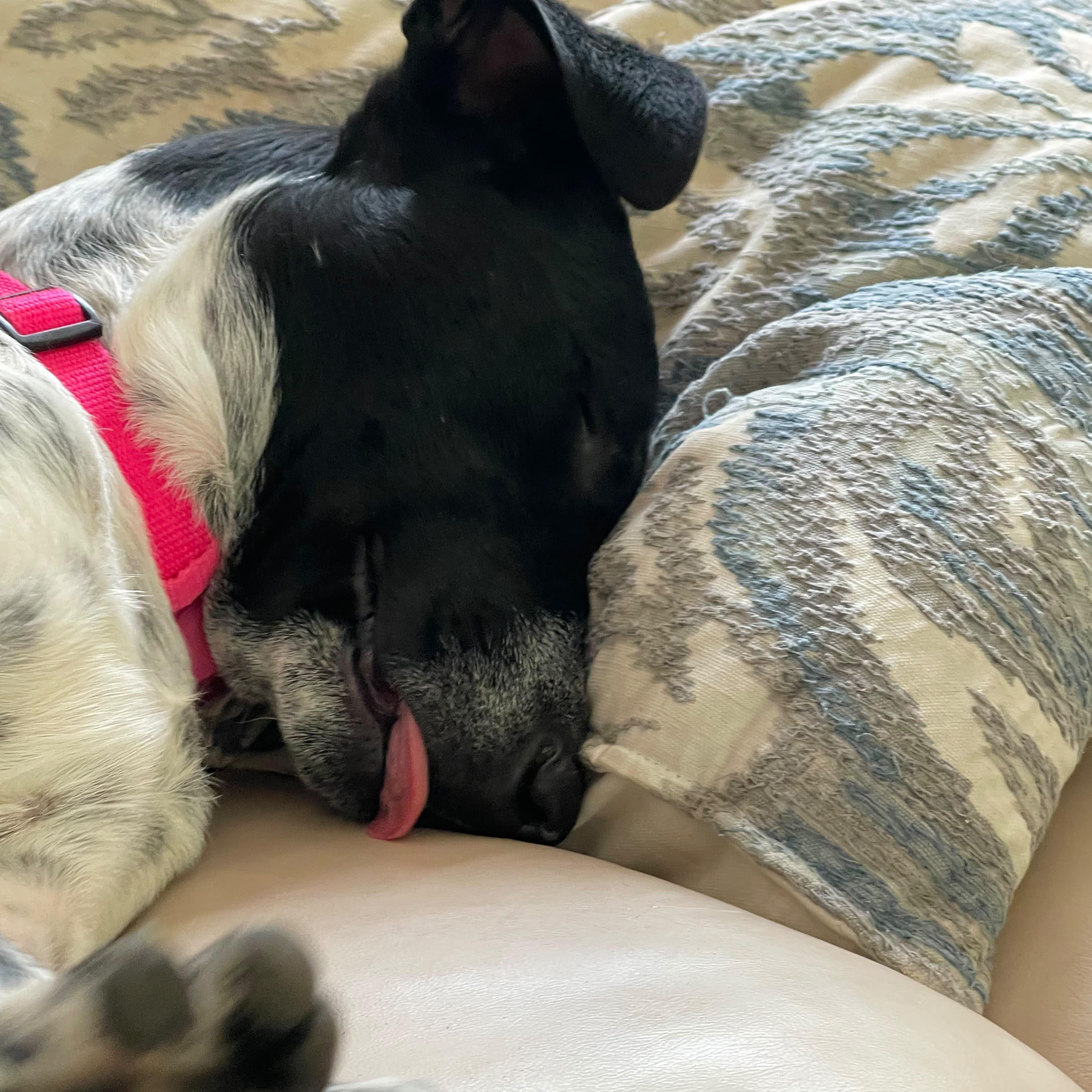 Enlarge Charlie, a Adopted Mixed Breed in Manchester, NH image 5/6