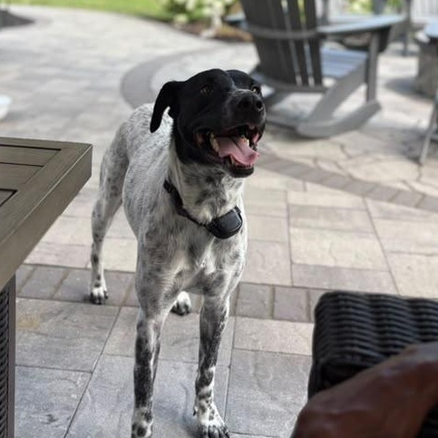 Enlarge Charlie, a Adopted Mixed Breed in Manchester, NH image 4/6