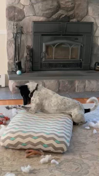 Enlarge Charlie, a Adopted Mixed Breed in Manchester, NH video 3/6