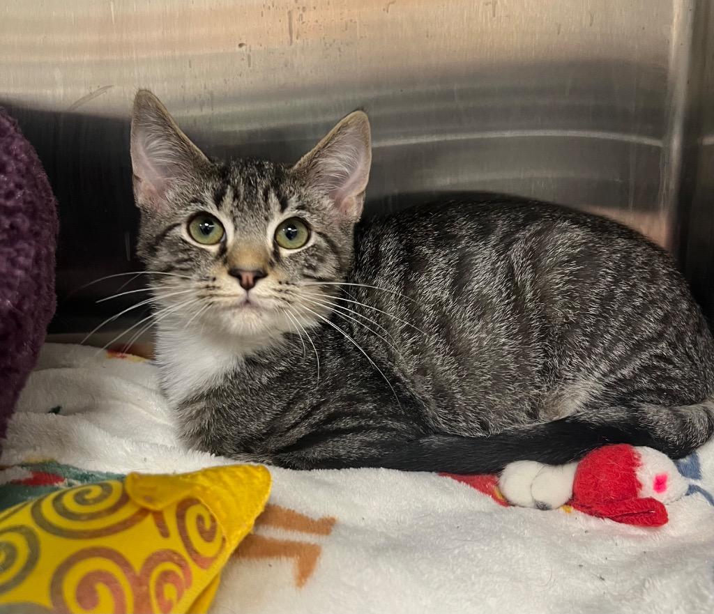 Valor / AC 27437 E, Adoptable, Kitten Male Domestic Medium Hair.