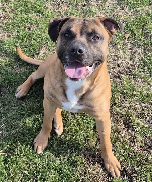 SUGARCANE, Adoptable, Young Male Pit Bull Terrier & German Shepherd Dog.