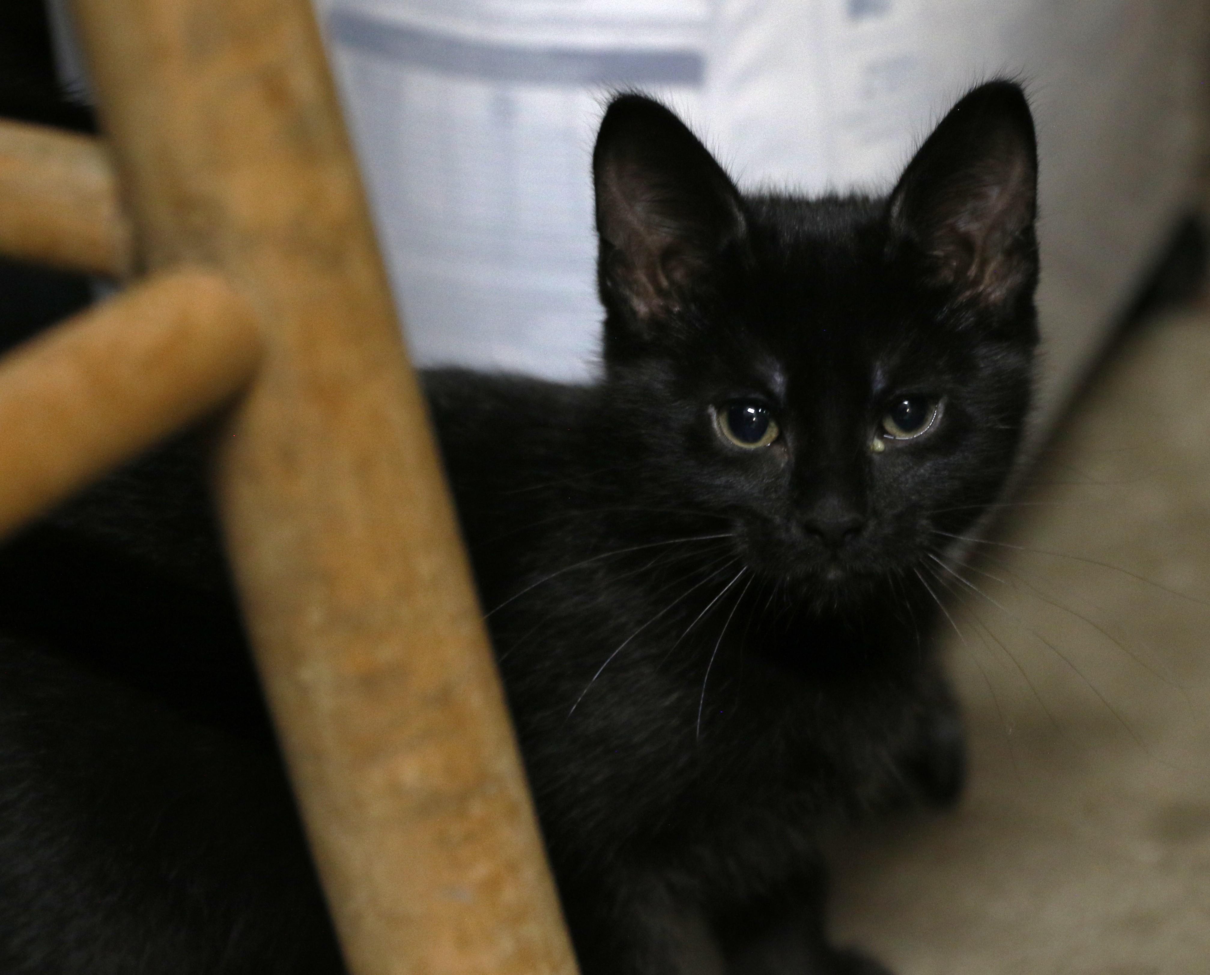 Sunara, a ADOPTABLE Domestic Short Hair in Cut Bank, MT image 5/6