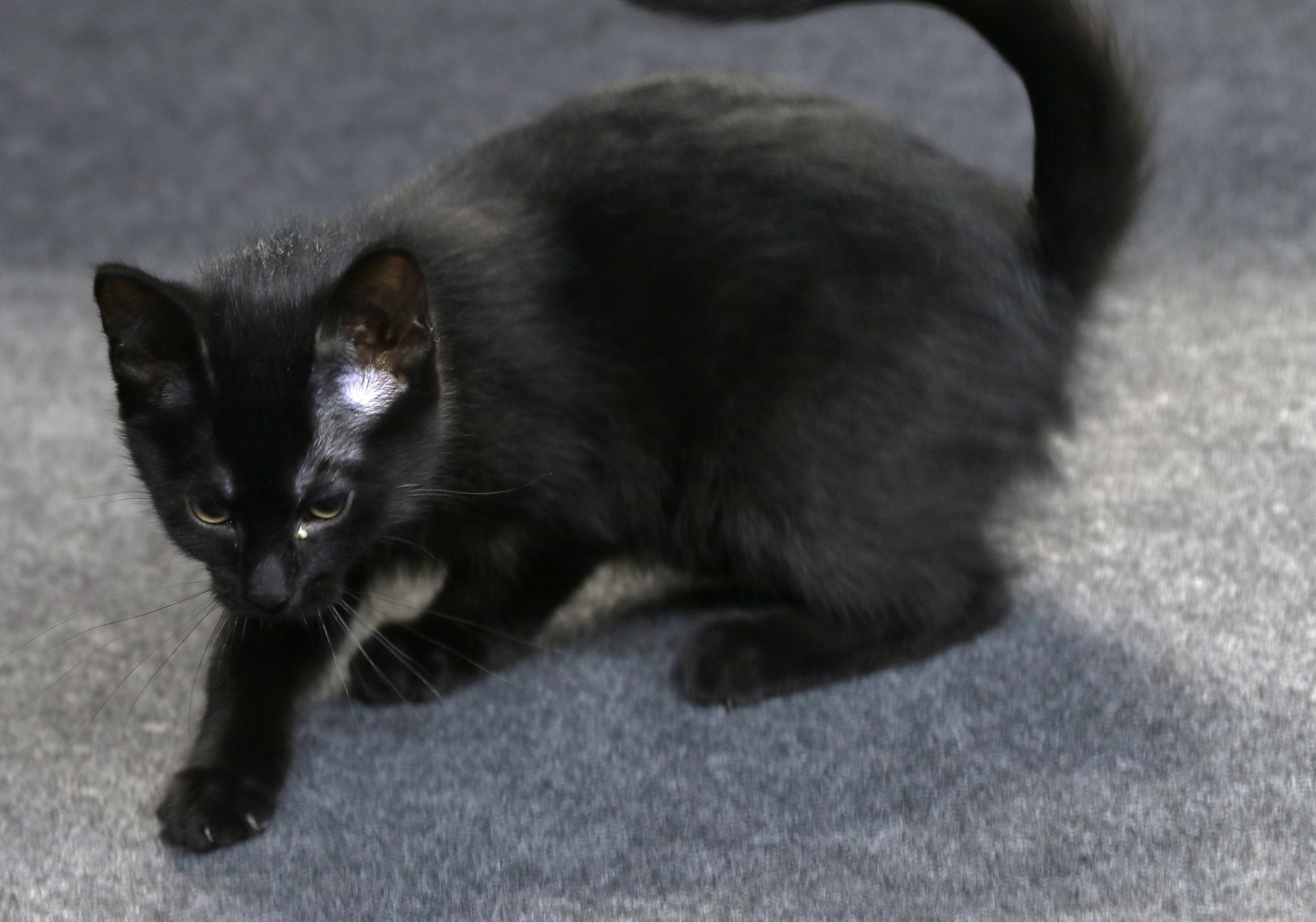 Sunara, a ADOPTABLE Domestic Short Hair in Cut Bank, MT image 3/6