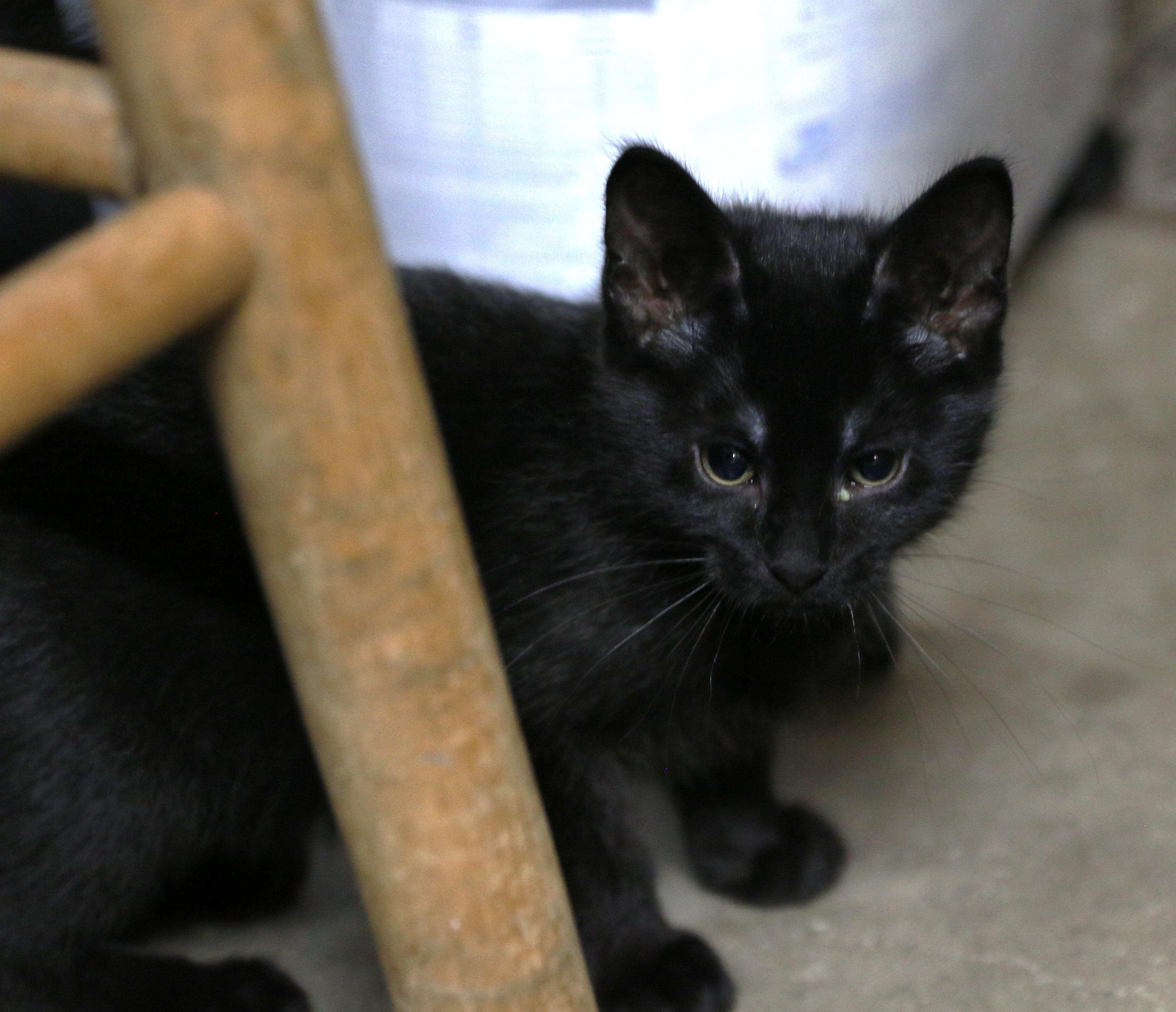 Sunara, a ADOPTABLE Domestic Short Hair in Cut Bank, MT image 4/6