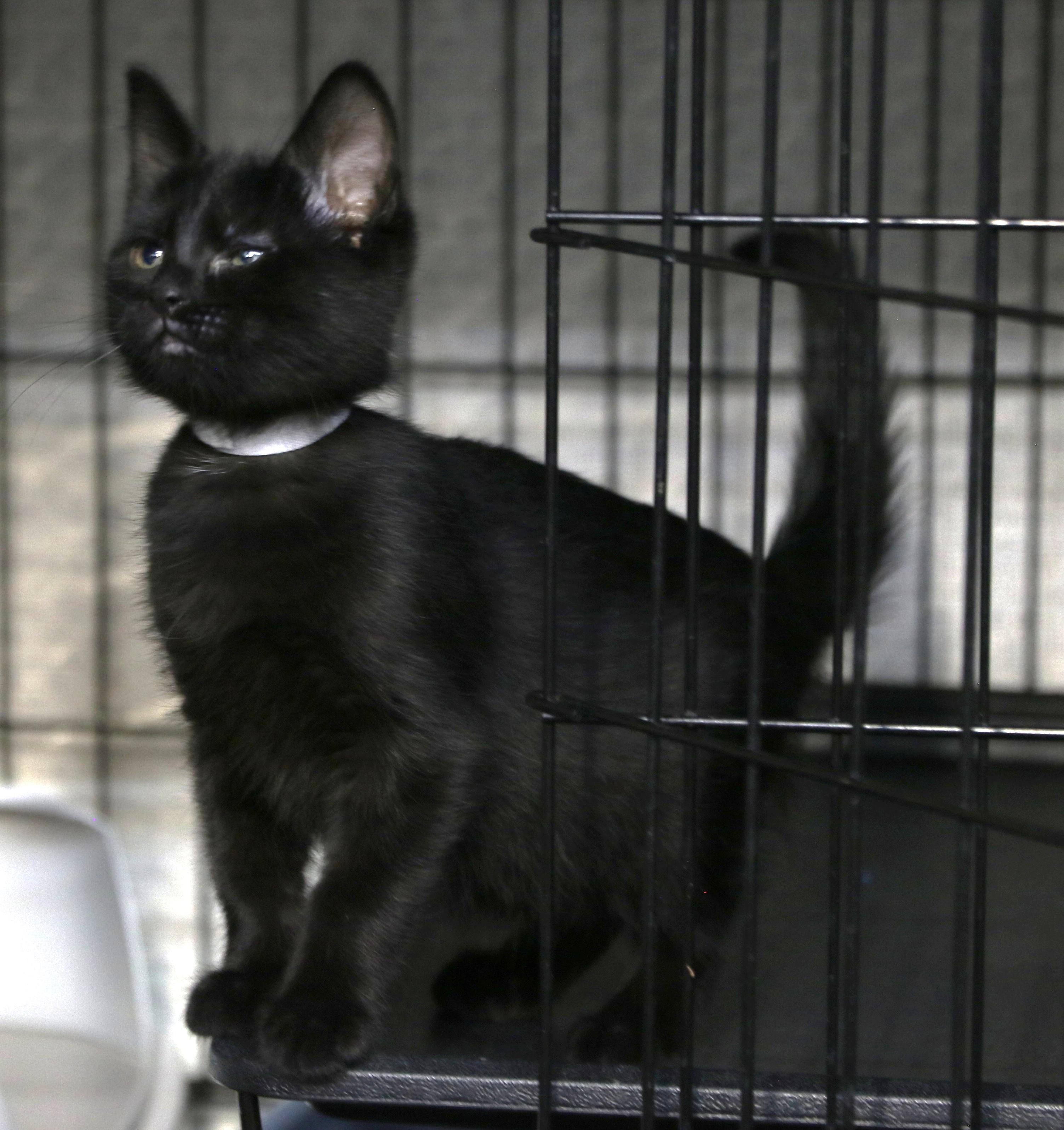 Sunara, a ADOPTABLE Domestic Short Hair in Cut Bank, MT image 1/6