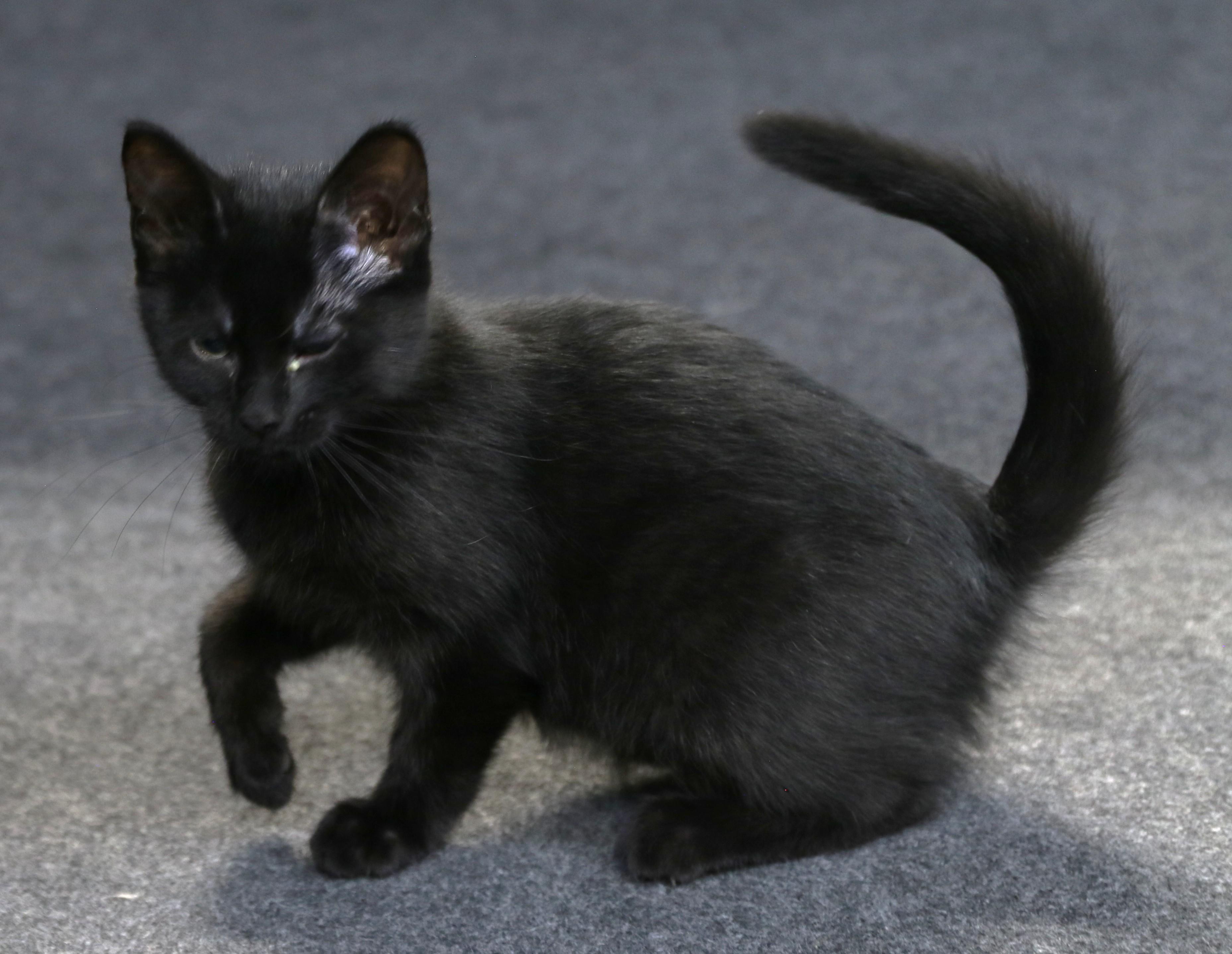 Sunara, a ADOPTABLE Domestic Short Hair in Cut Bank, MT image 2/6