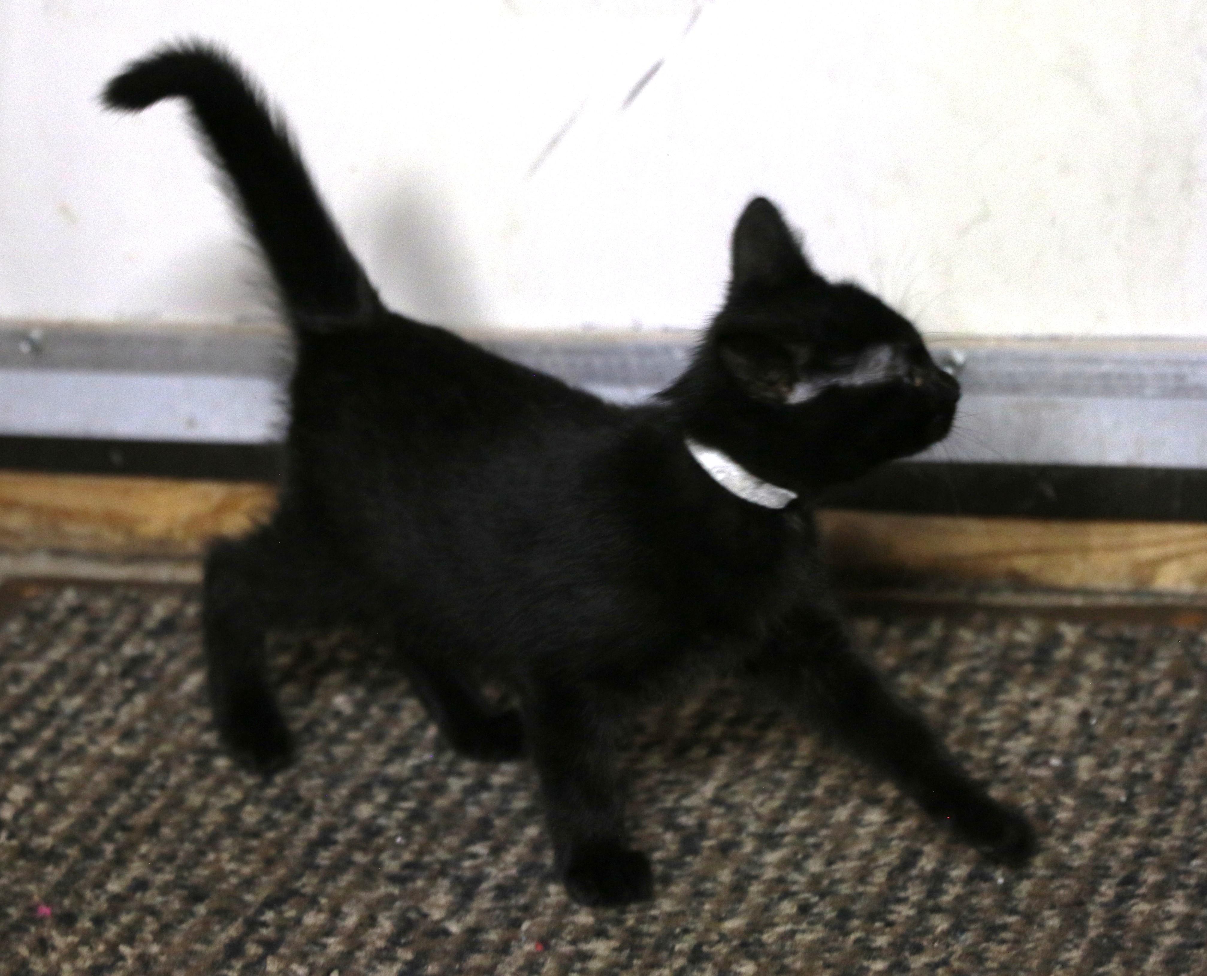 Sunara, a ADOPTABLE Domestic Short Hair in Cut Bank, MT image 6/6