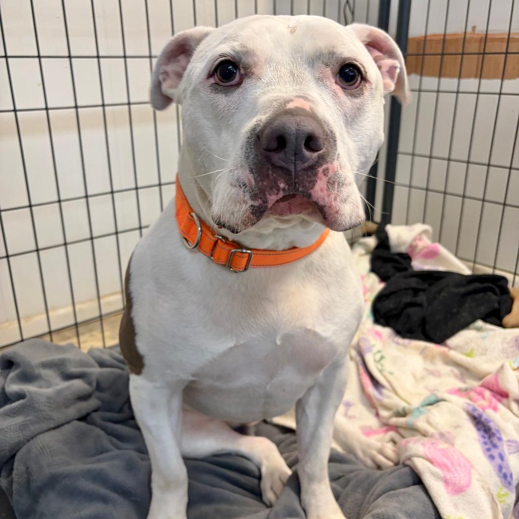 Gus Gus, Adoptable, Adult Male American Bulldog & American Staffordshire Terrier.