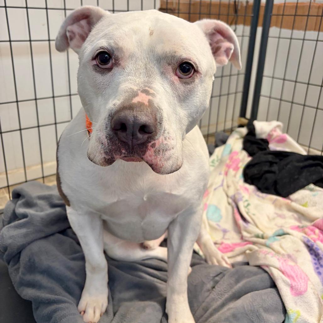 Enlarge Gus Gus, a Adoptable mixed breed in Kerrville, TX image 2/5