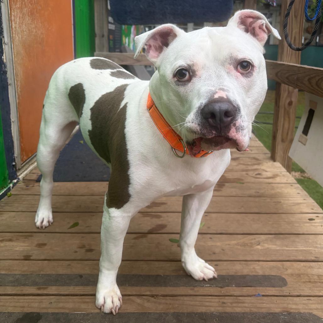 Gus Gus, Adoptable, Adult Male American Bulldog & American Staffordshire Terrier.