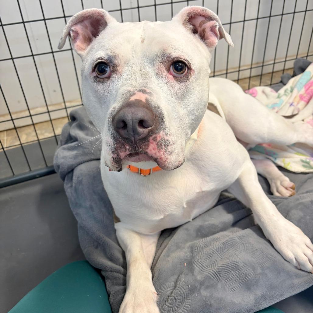 Enlarge Gus Gus, a Adoptable mixed breed in Kerrville, TX image 4/5