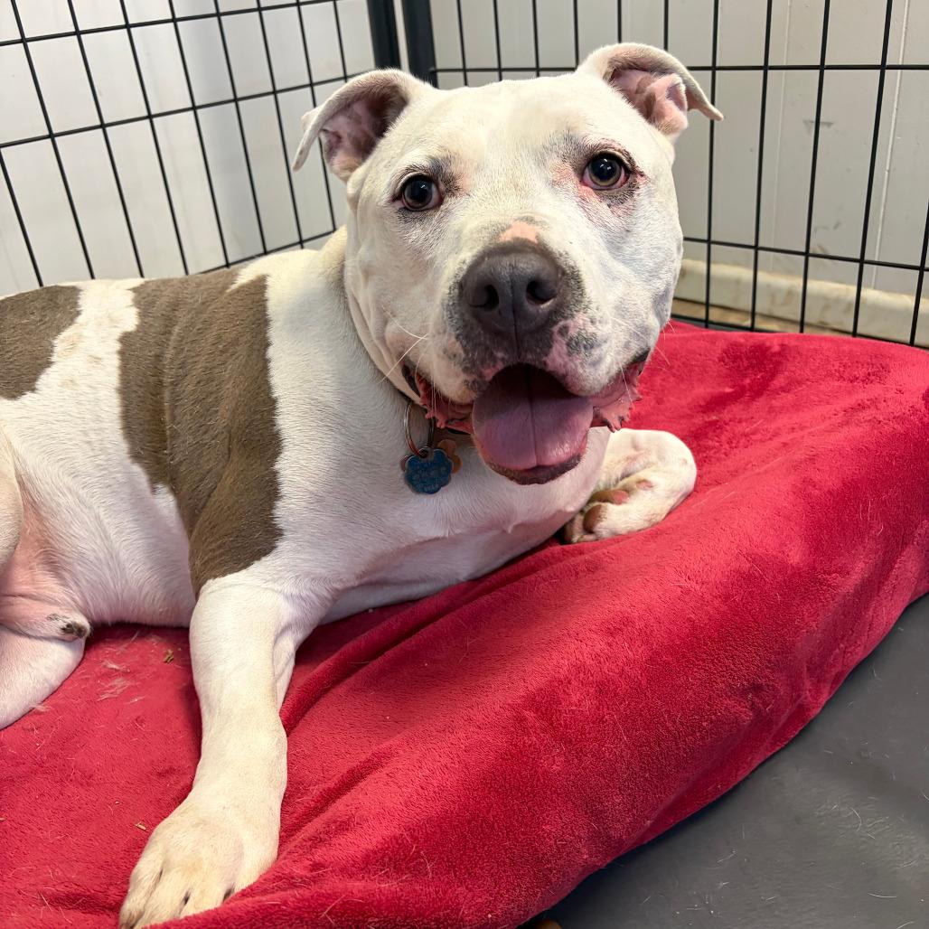 Enlarge Gus Gus, a Adoptable mixed breed in Kerrville, TX image 5/5