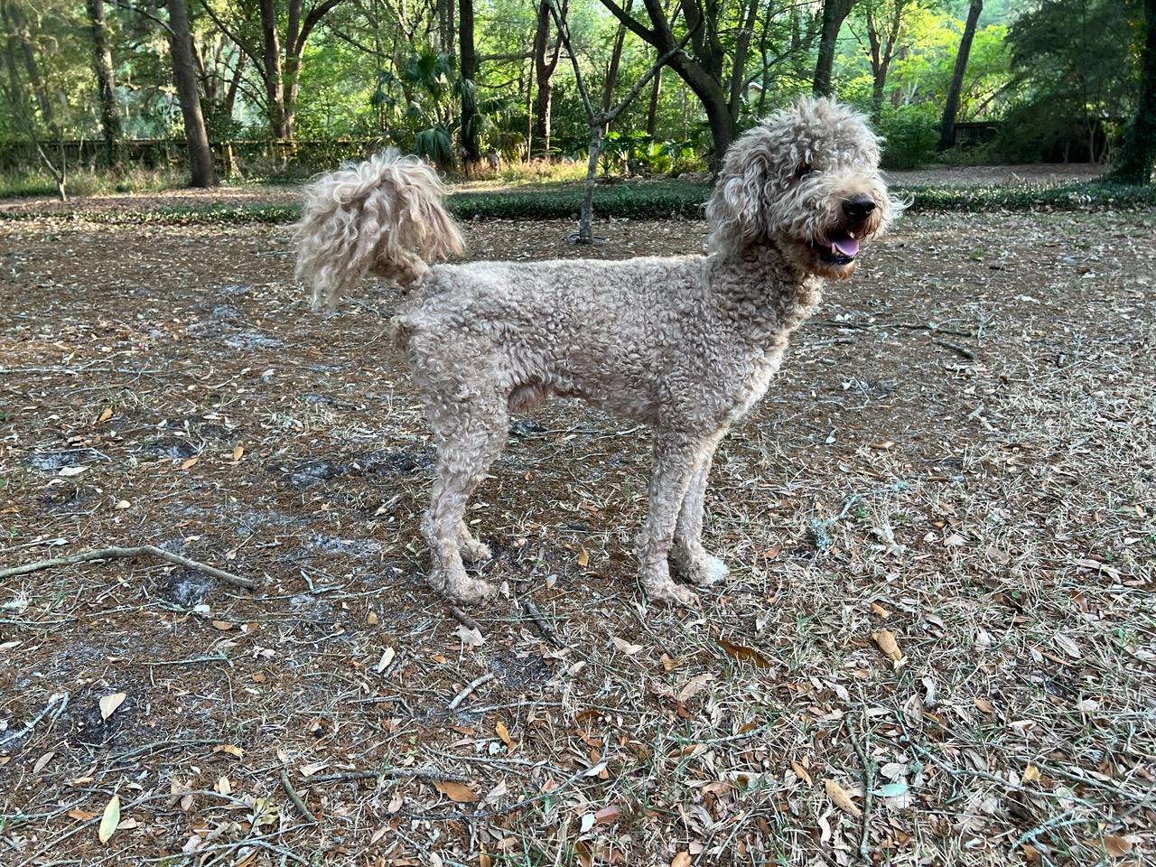 Enlarge Colt, a Adoptable Standard Poodle in Parrish, FL image 1/1