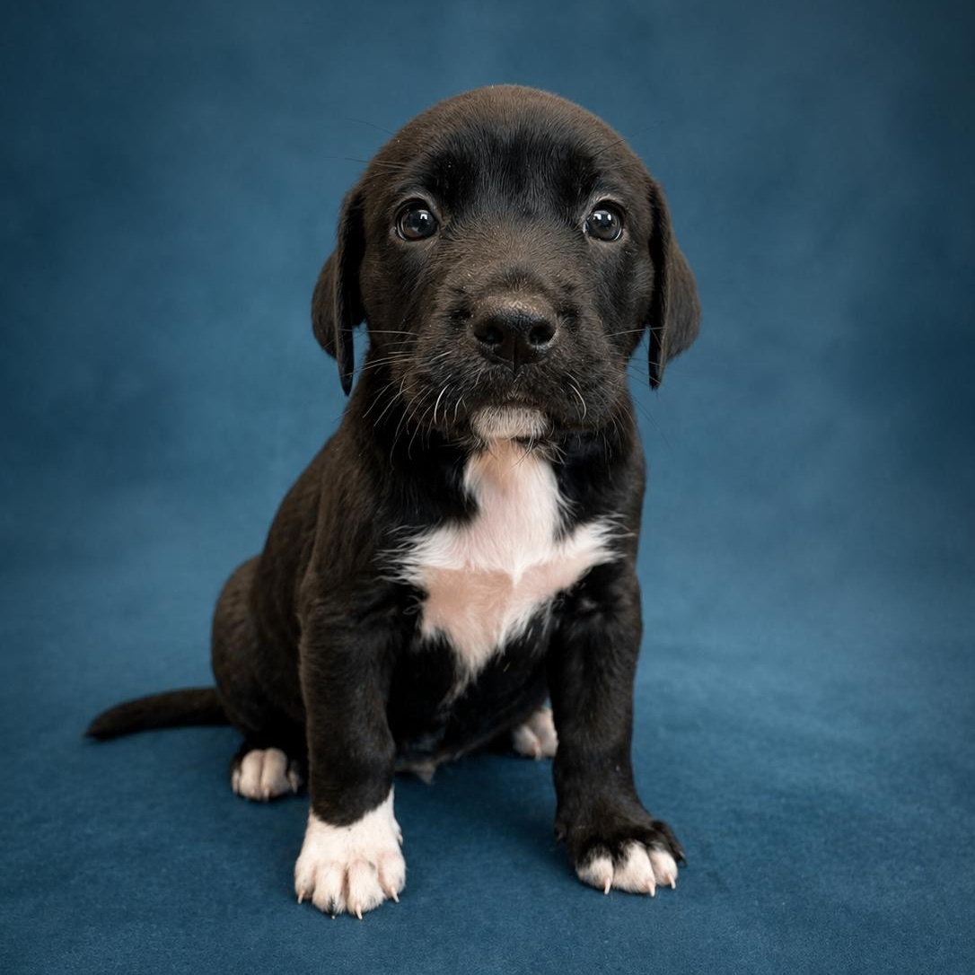 Enlarge Sterling, an adopted mixed breed in Heber Springs, AR image 1/1