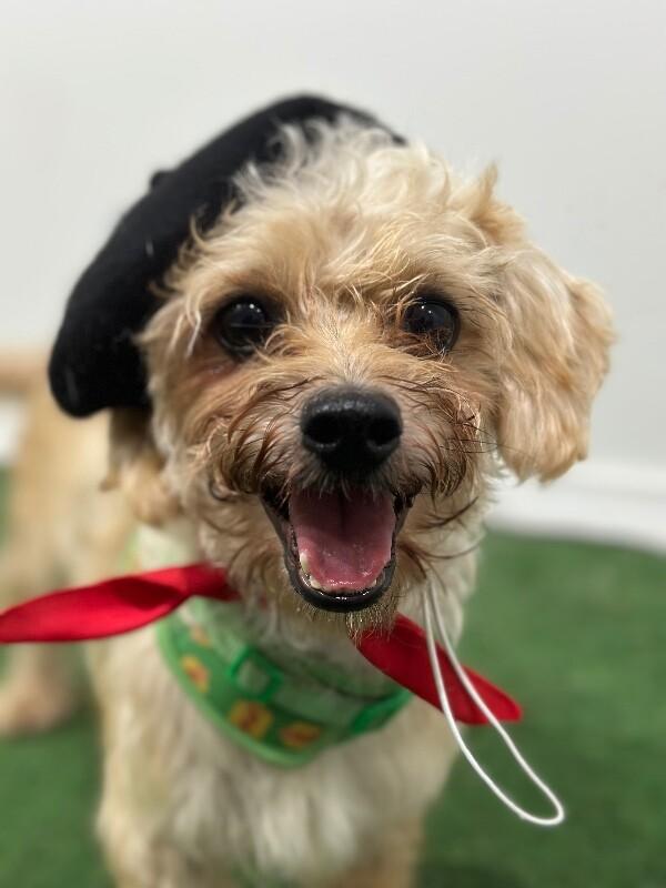 Bonjour, an adoptable Maltipoo, Cockapoo in Aliso Viejo, CA, 92656 | Photo Image 1