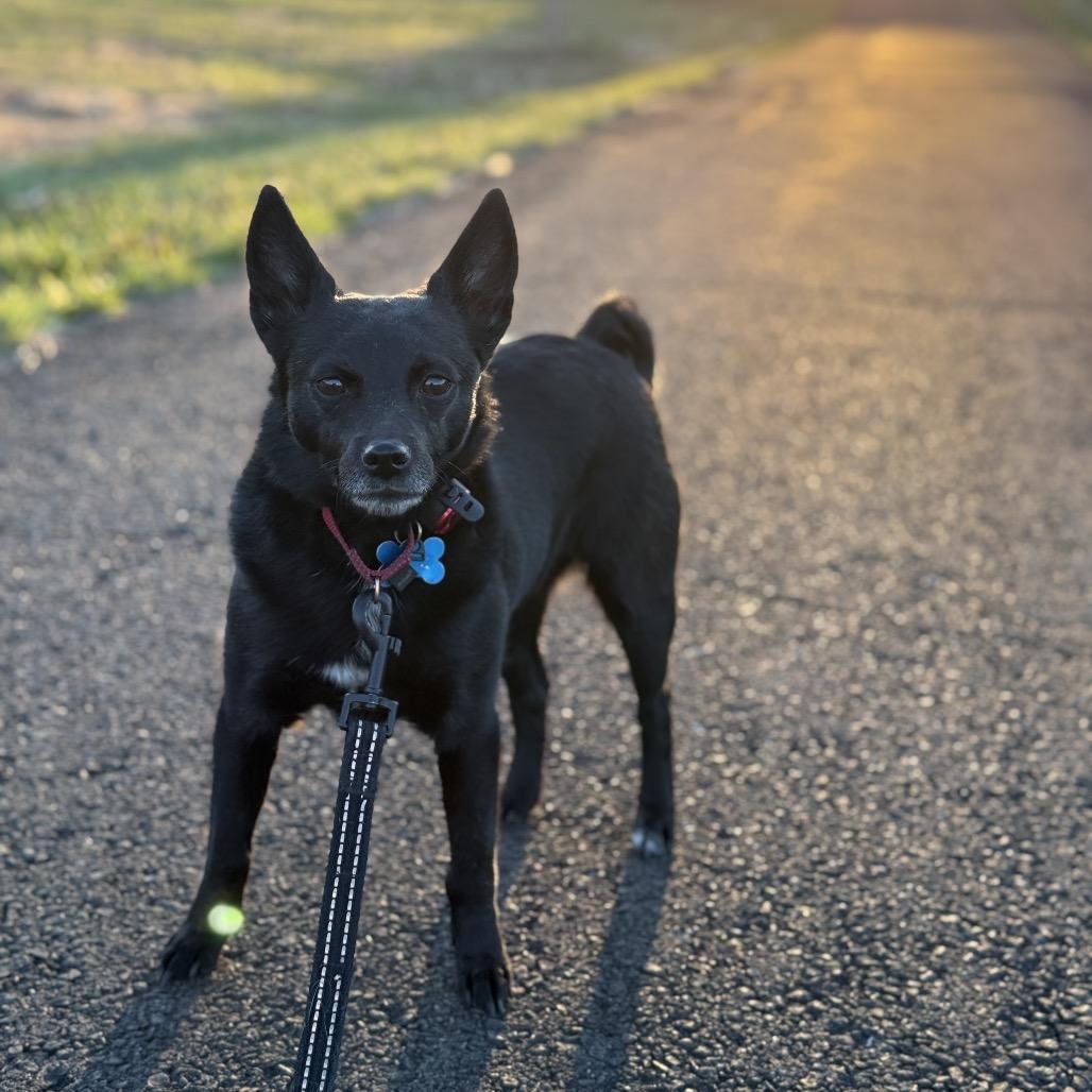 Winter, Adoptable, Adult Female Chihuahua.