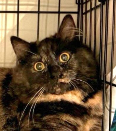 Enlarge Maeve, a Adoptable mixed breed in Springfield, OR image 1/2