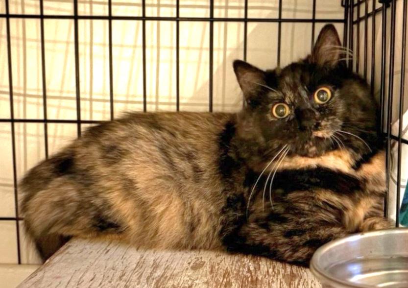 Enlarge Maeve, a Adoptable mixed breed in Springfield, OR image 2/2