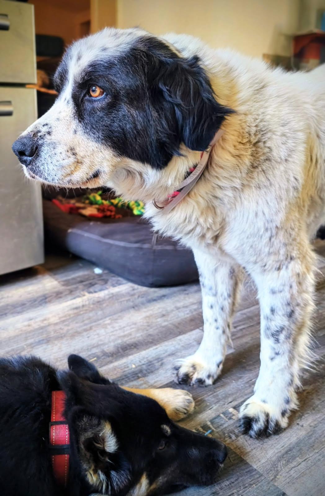 Bandy, a ADOPTABLE mixed breed in Lafayette, CA image 3/3