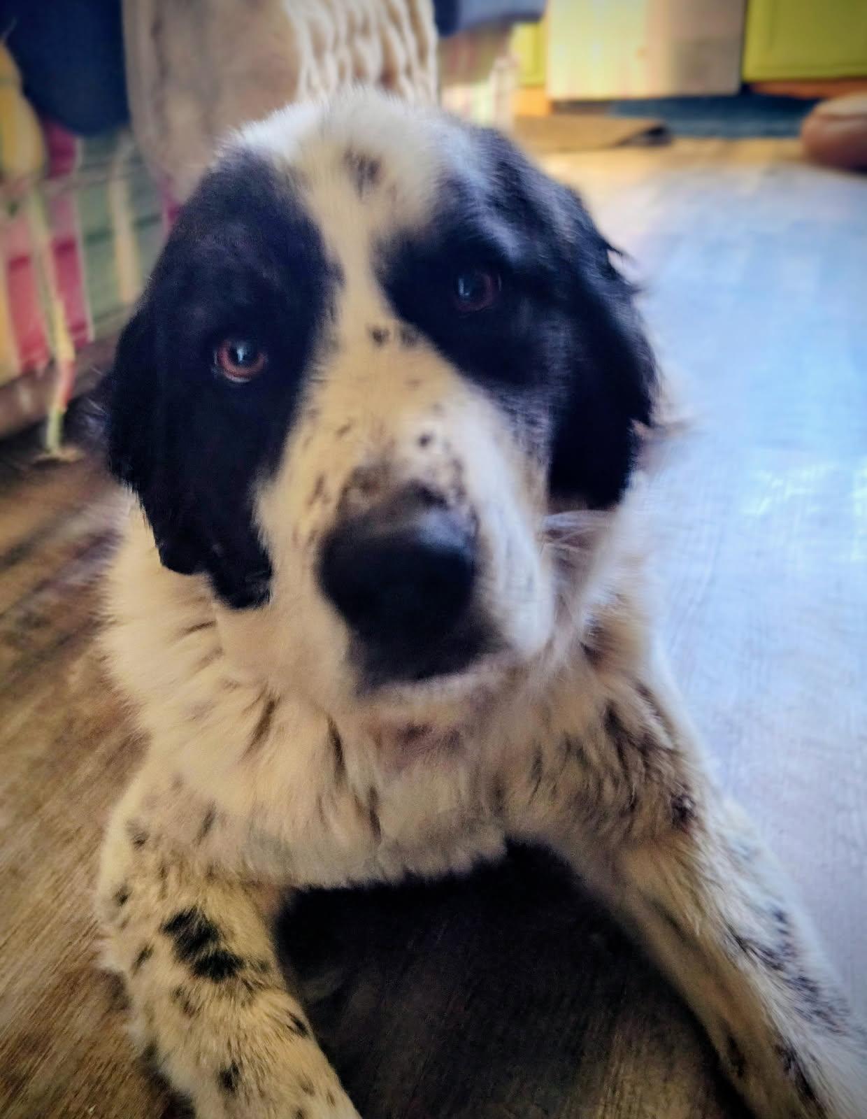 Bandy, a ADOPTABLE mixed breed in Lafayette, CA image 2/3