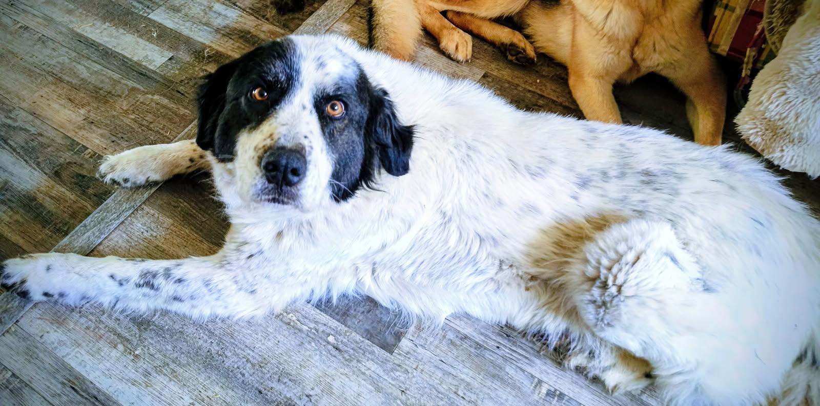 Bandy, a ADOPTABLE mixed breed in Lafayette, CA image 1/3