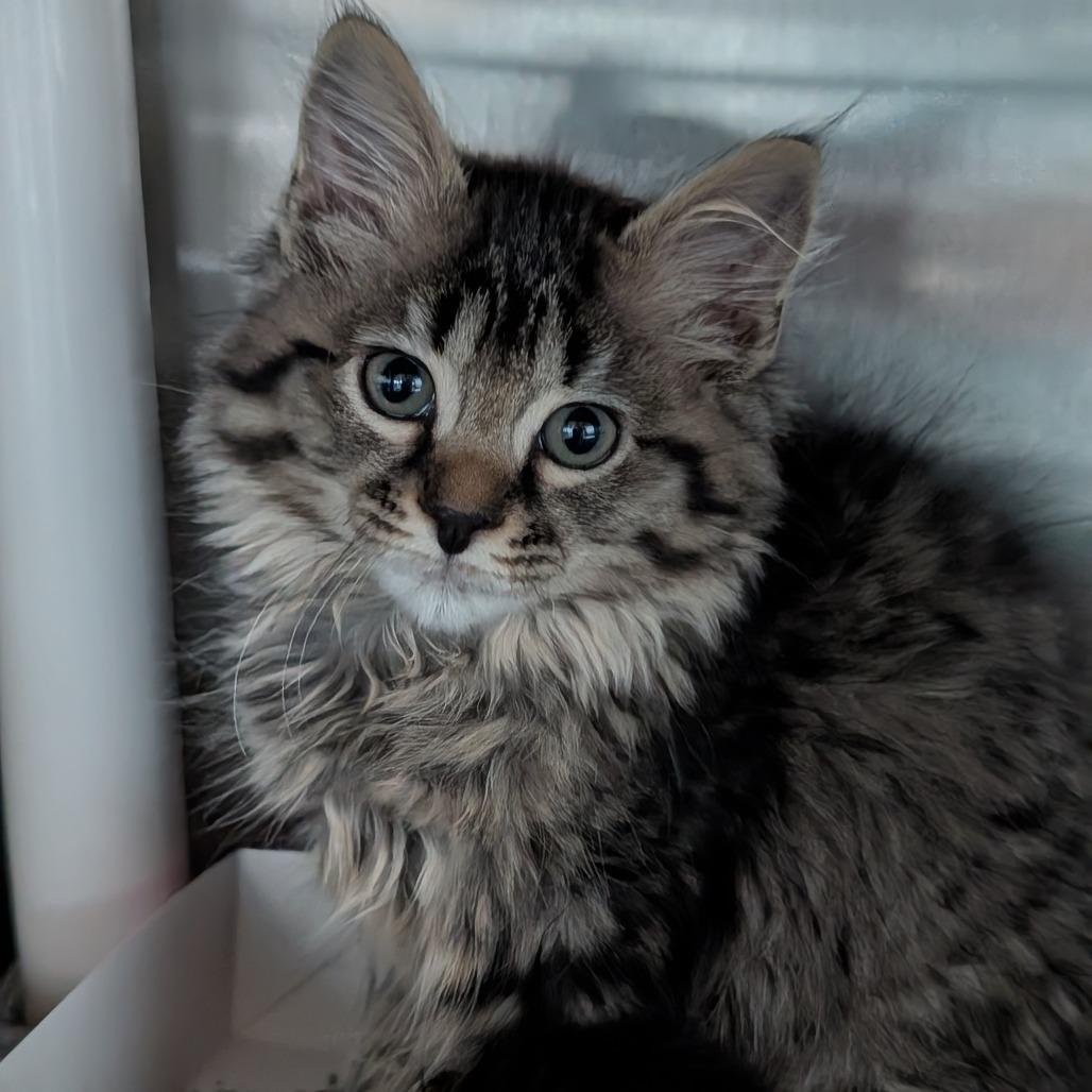 Buffalo, Adoptable, Kitten Male Domestic Medium Hair.