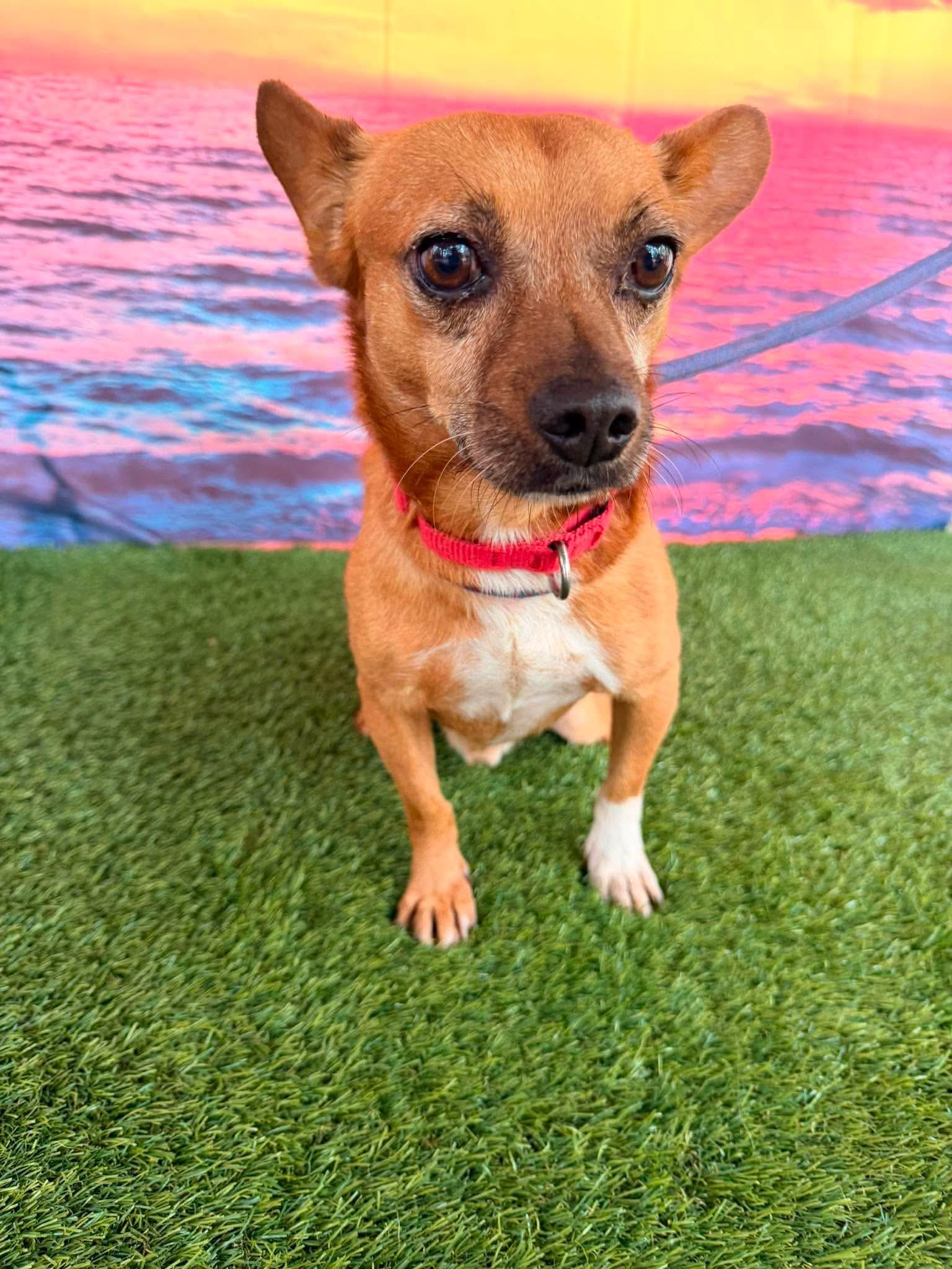 Sammy, Adopted, Young Male Chihuahua.