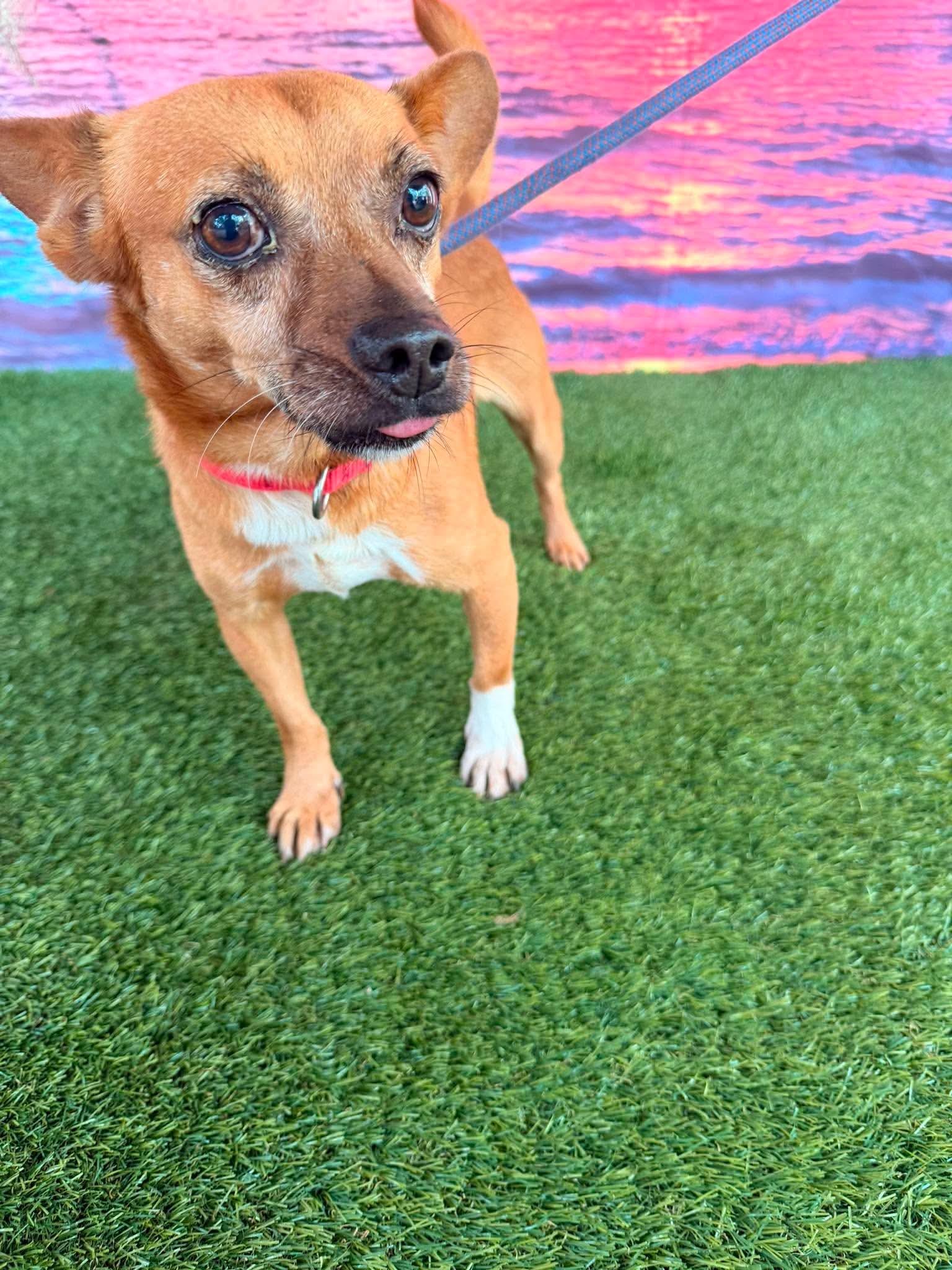 Enlarge Sammy, a Adopted Chihuahua in East Haddam, CT image 2/5