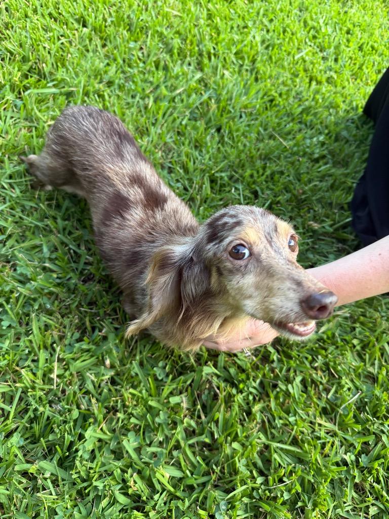Enlarge Lola, a Adopted Dachshund in Sherwood, AR image 1/1