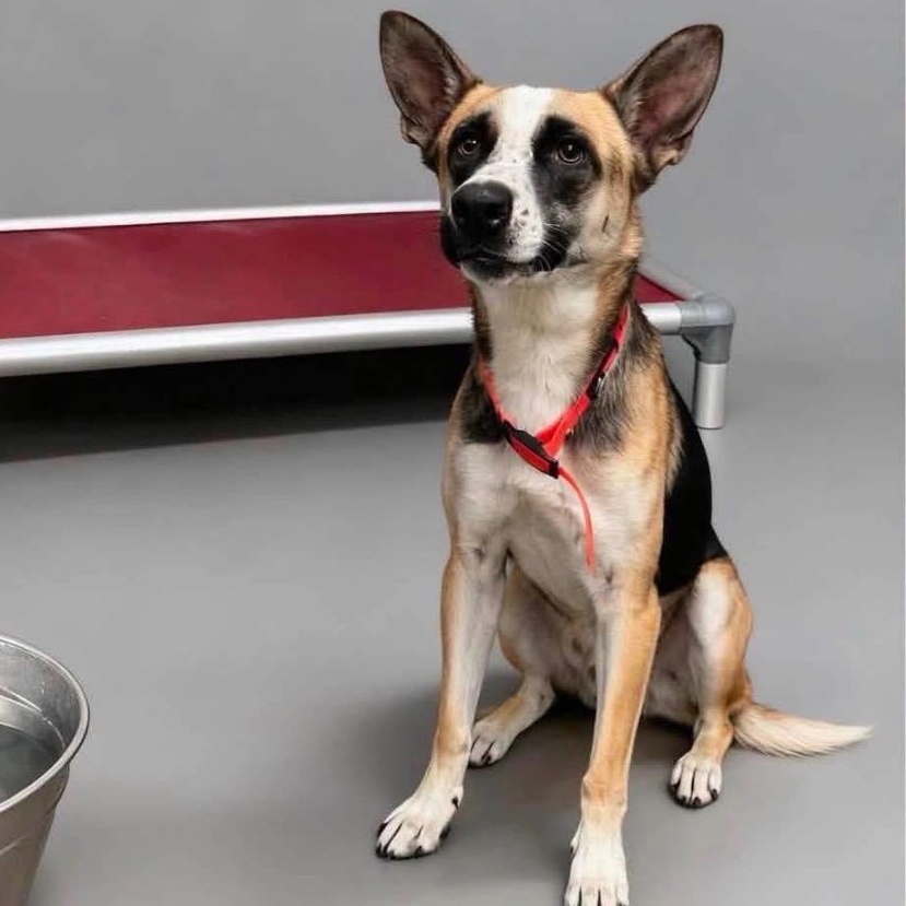 Melly, Adopted, Young Female German Shepherd Dog.