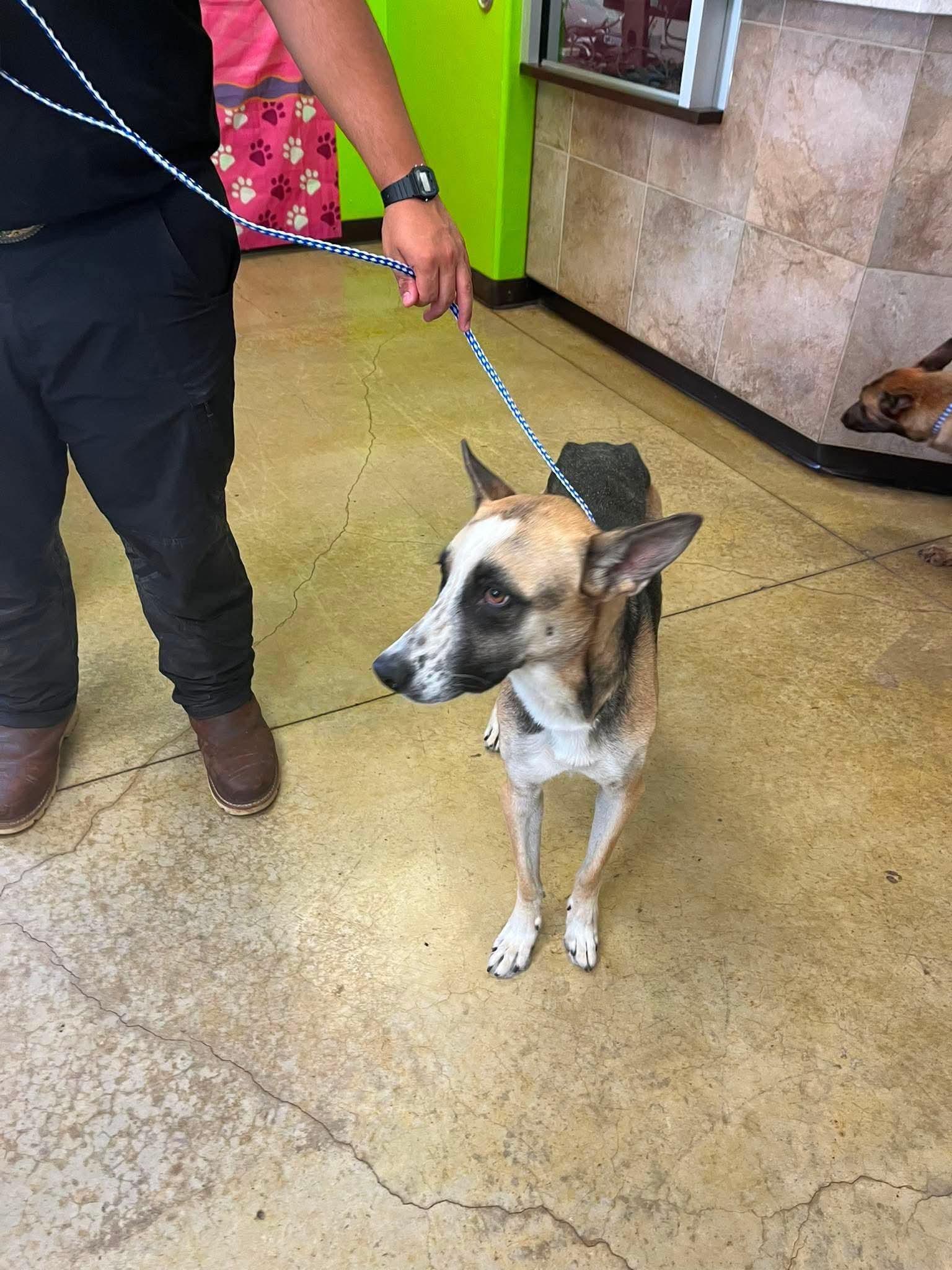 Enlarge Melly, a Adopted mixed breed in Loveland, CO image 2/2