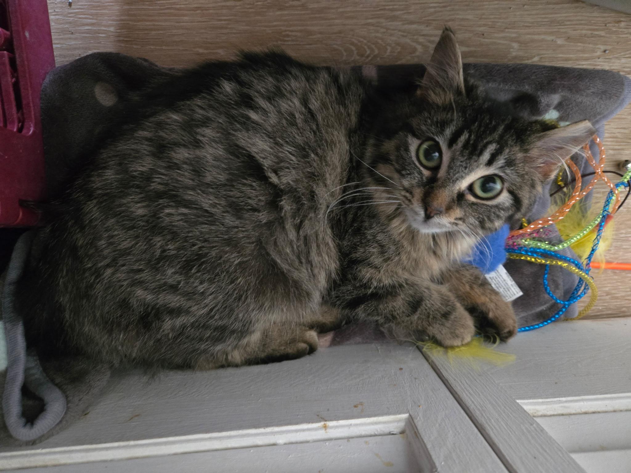 Enlarge Guppy, a ADOPTABLE Domestic Medium Hair in Rochester, NY image 2/2
