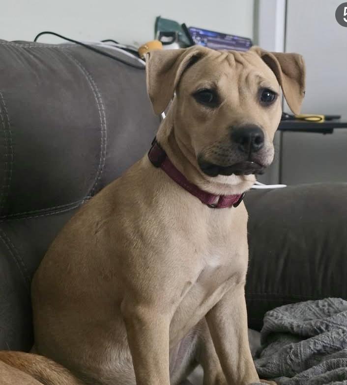 Enlarge MISTY, a Adoptable mixed breed in Largo, FL image 2/6