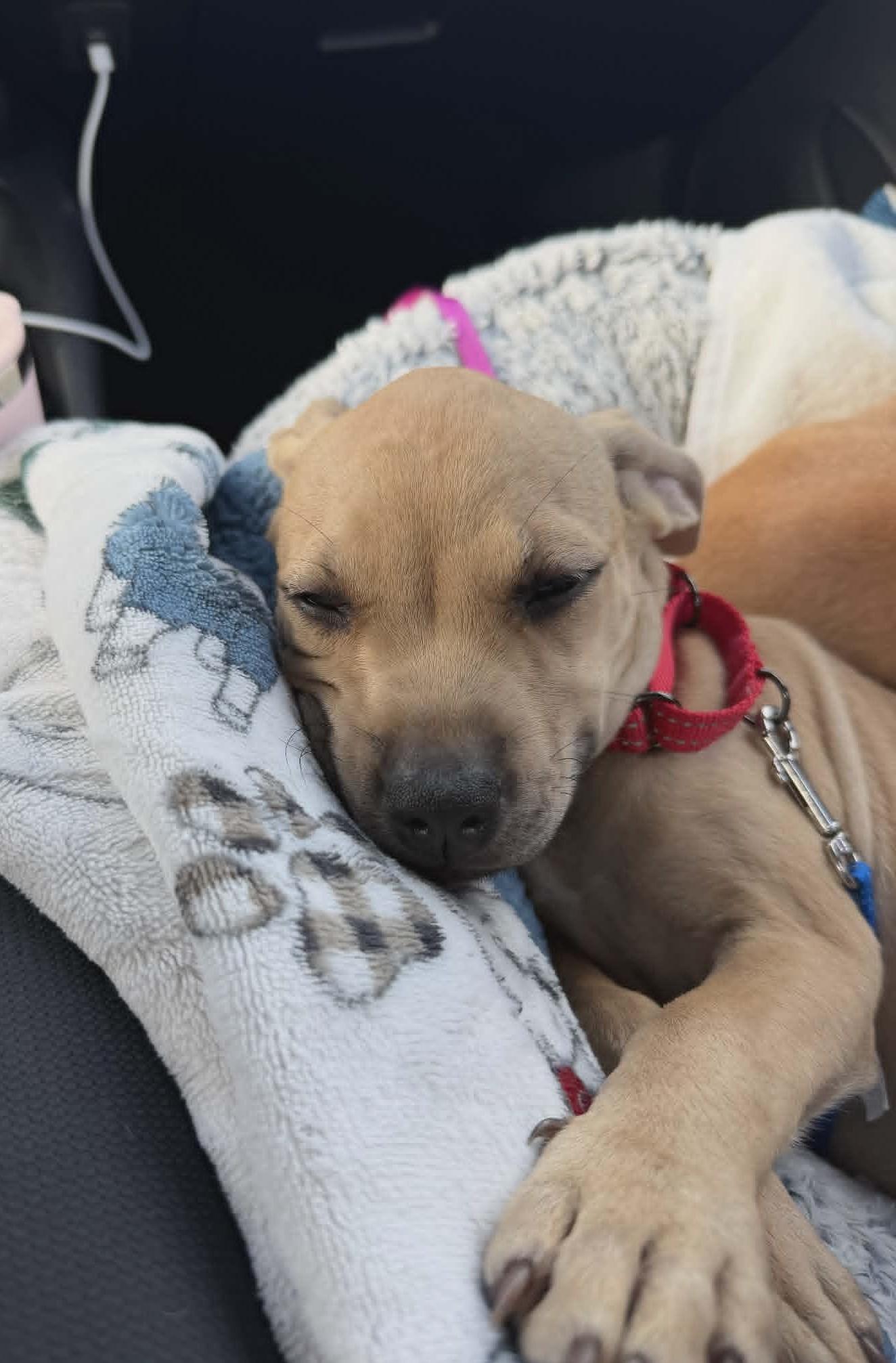 Enlarge MISTY, a Adoptable mixed breed in Largo, FL image 6/6