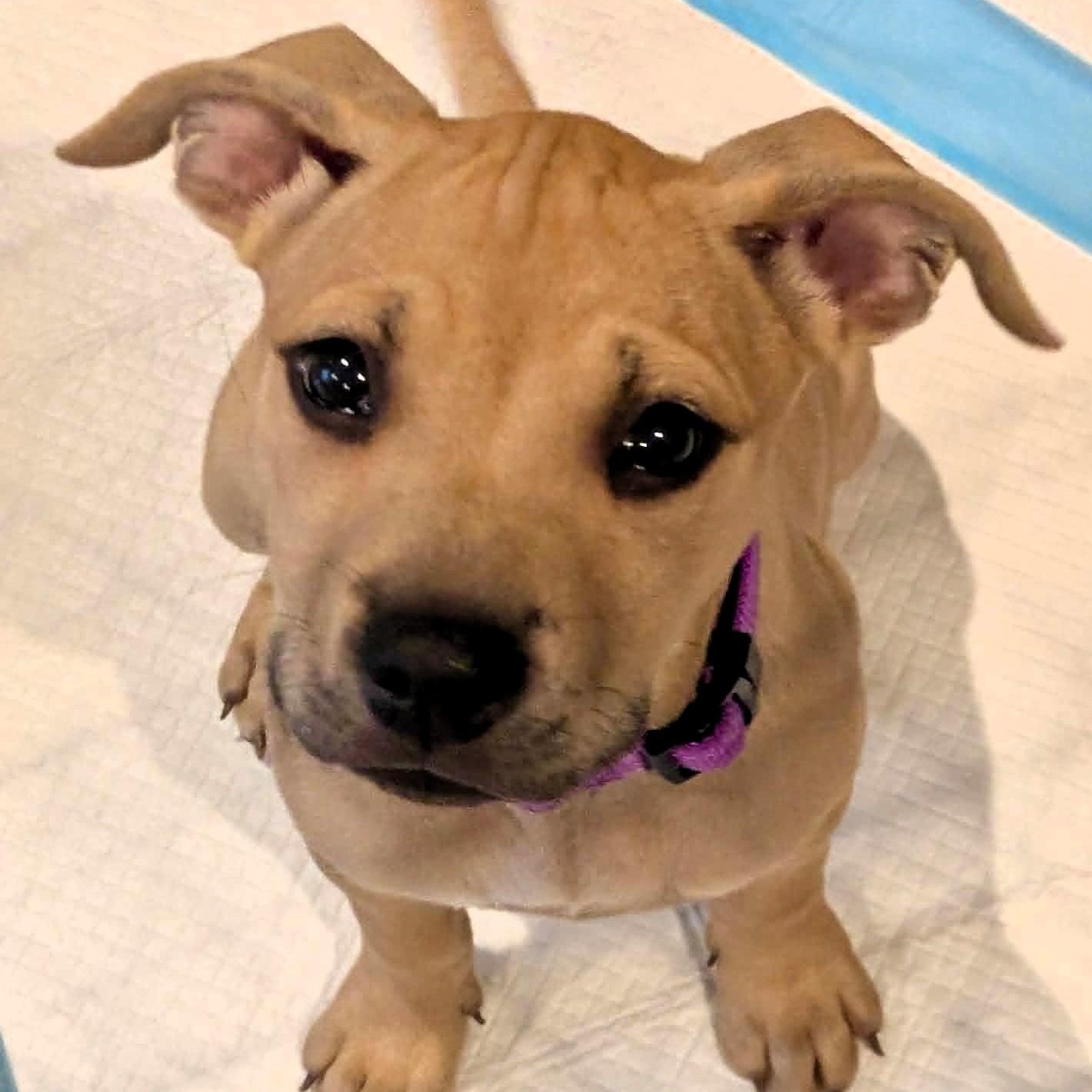 Enlarge MISTY, a Adoptable mixed breed in Largo, FL image 4/6
