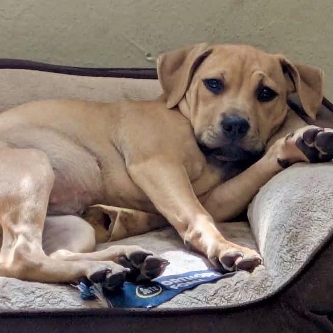 MISTY, Adoptable, Puppy Female Labrador Retriever.