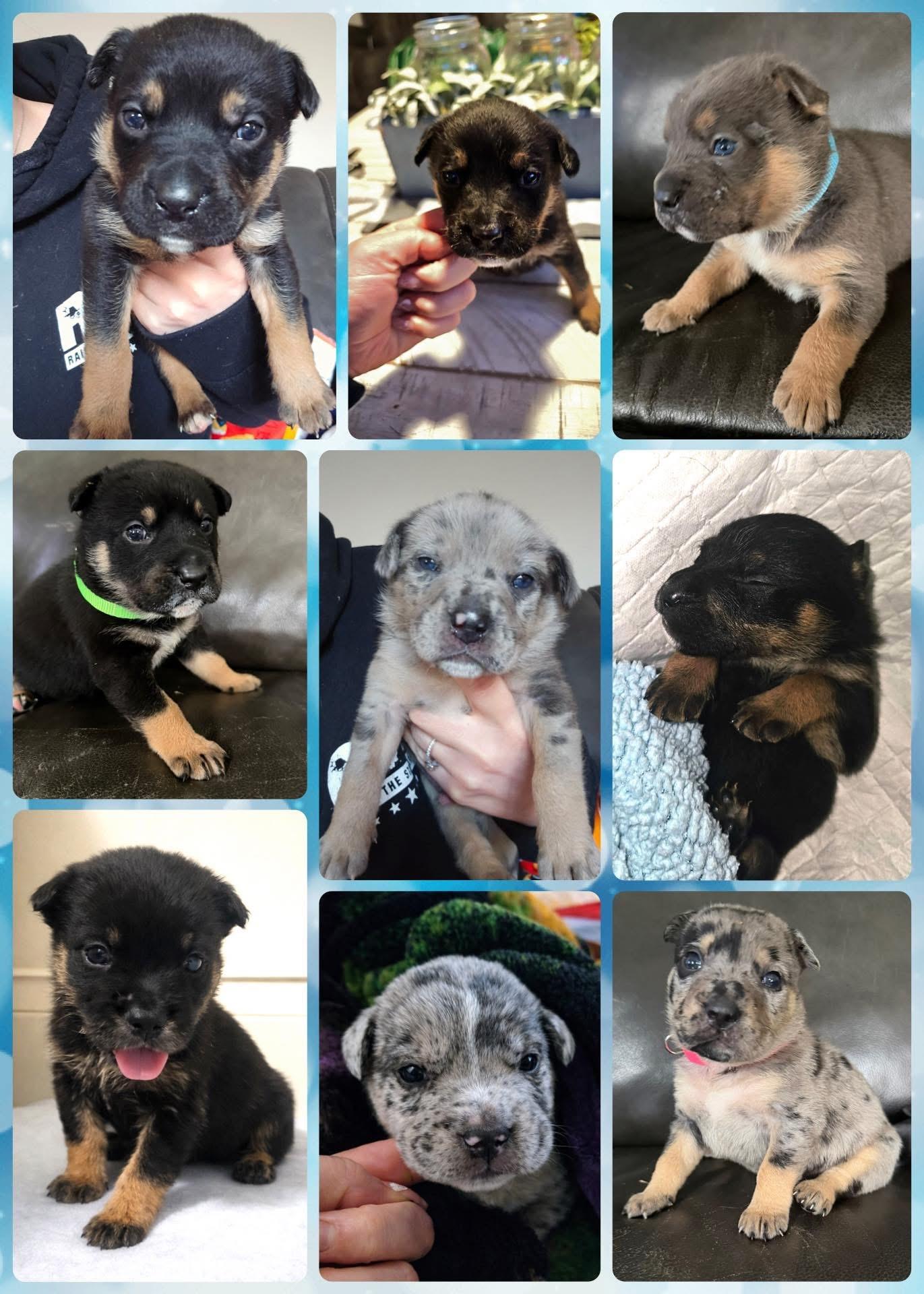 Enlarge Puppies, an adopted mixed breed in Wauregan, CT image 1/6