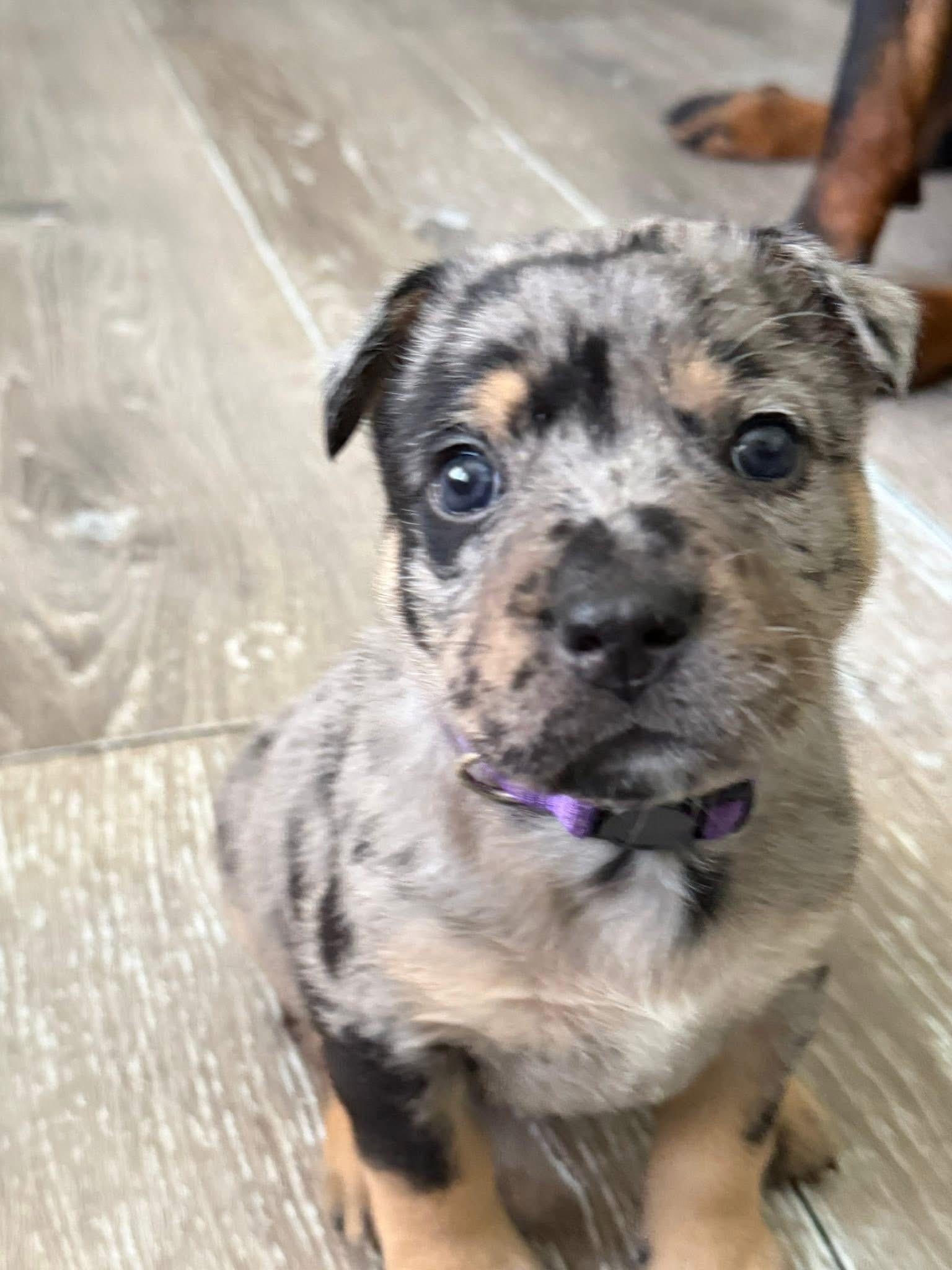 Enlarge Puppies, an adopted mixed breed in Wauregan, CT image 3/6