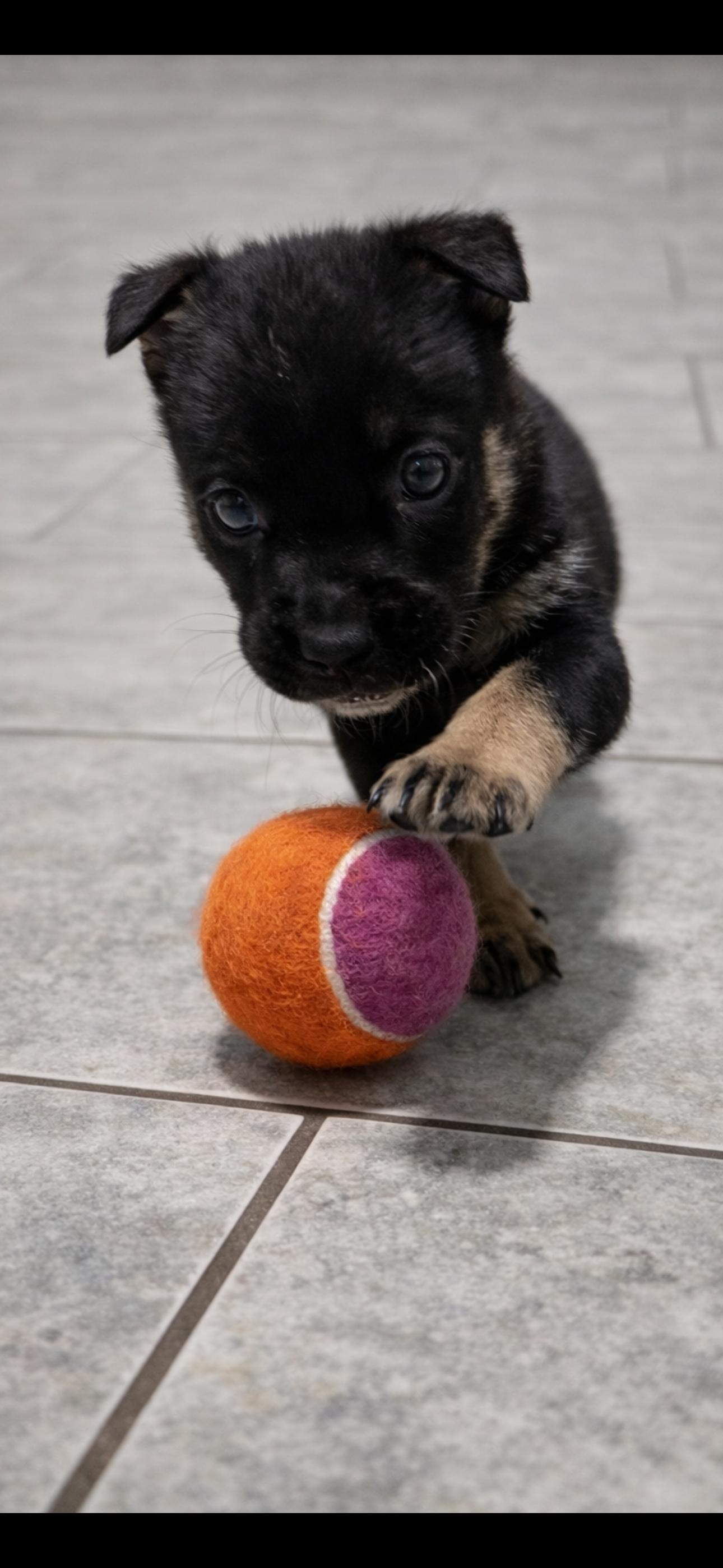 Enlarge Puppies, an adopted mixed breed in Wauregan, CT image 4/6