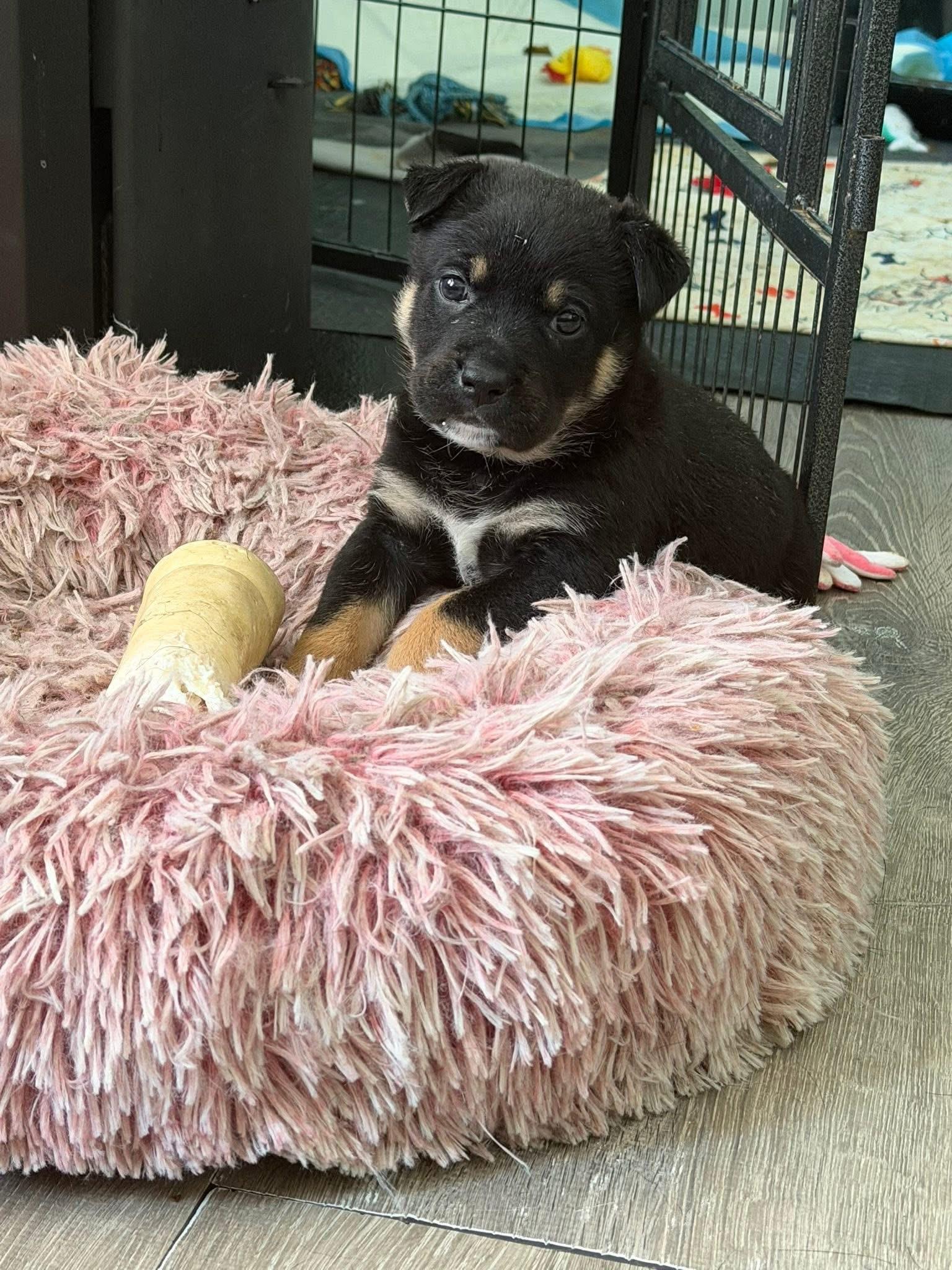 Enlarge Puppies, an adopted mixed breed in Wauregan, CT image 6/6