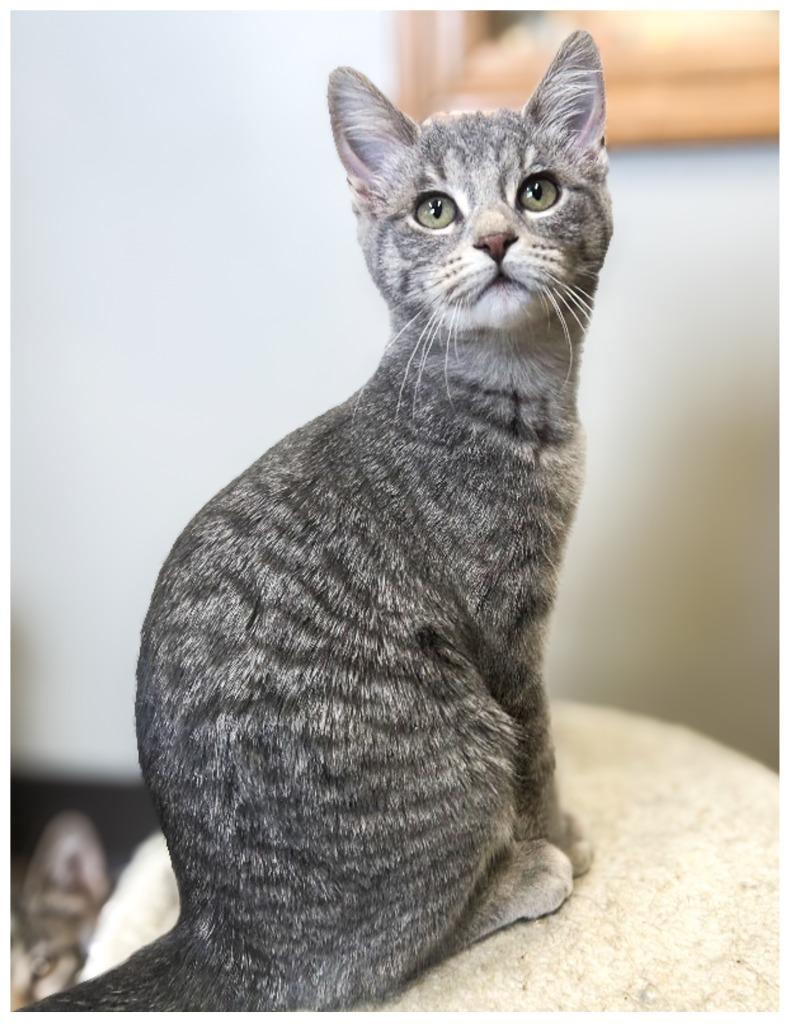 Lapis, Adopted, Kitten Female Domestic Short Hair.