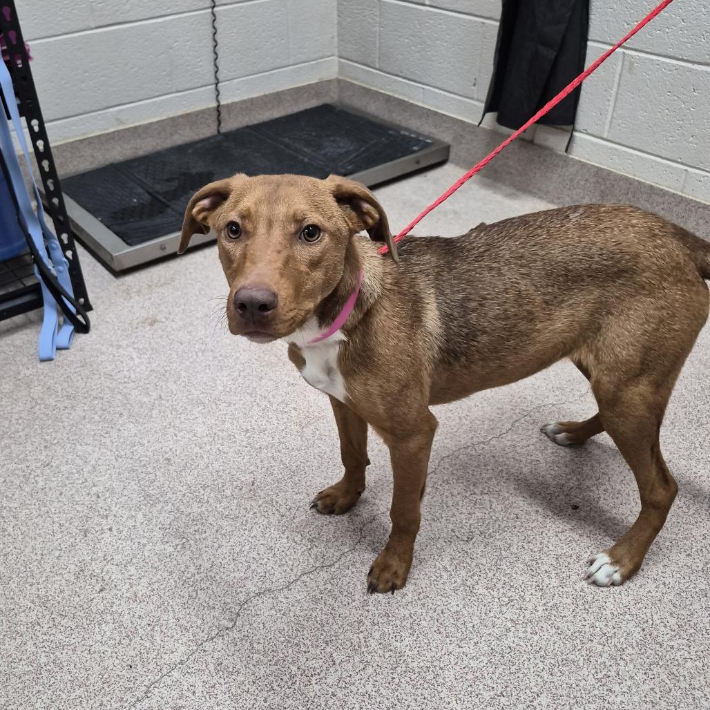 Nessy, Adoptable, Young Female Mixed Breed.
