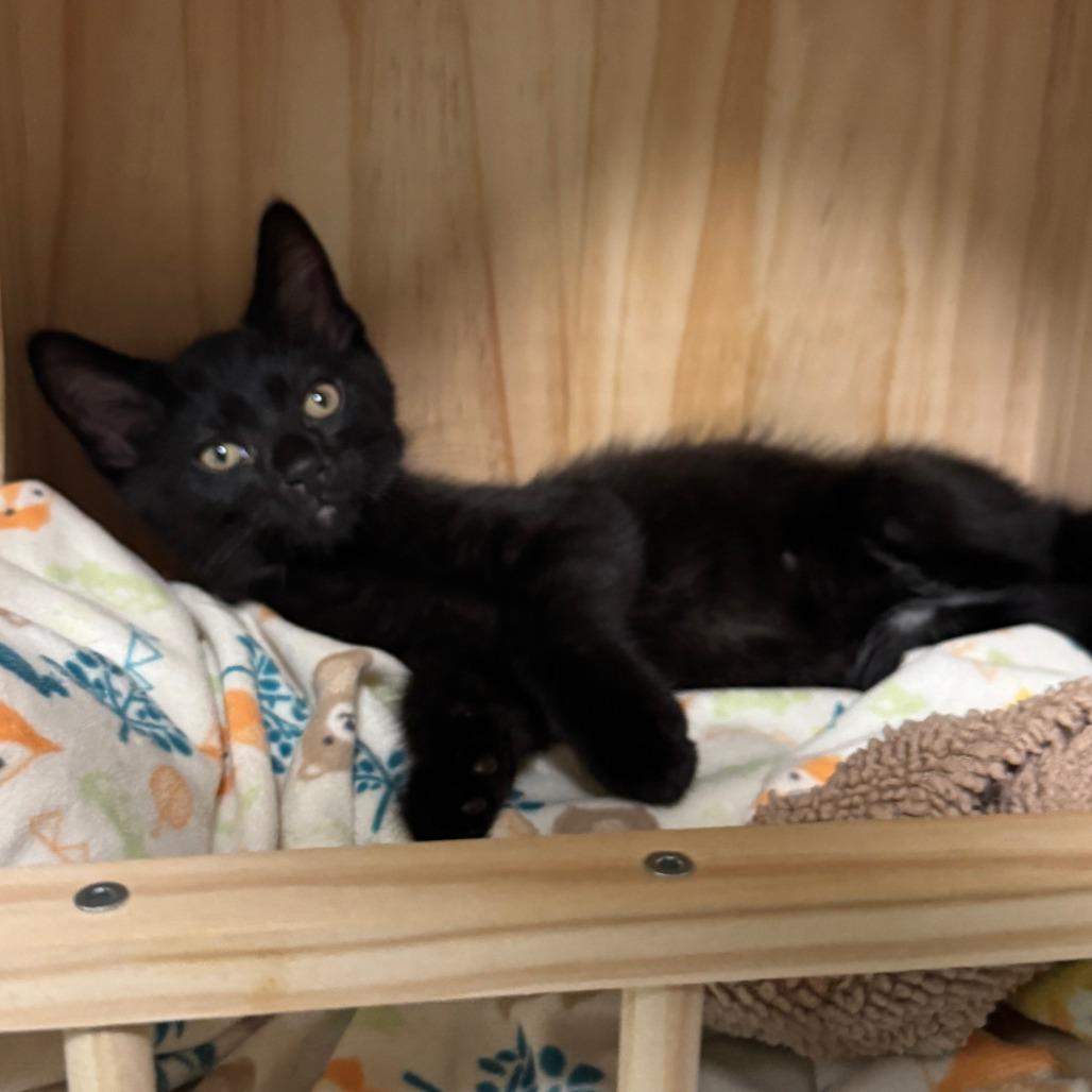 Enlarge Stetson, a Adoptable Domestic Short Hair in Richland, MI image 1/4