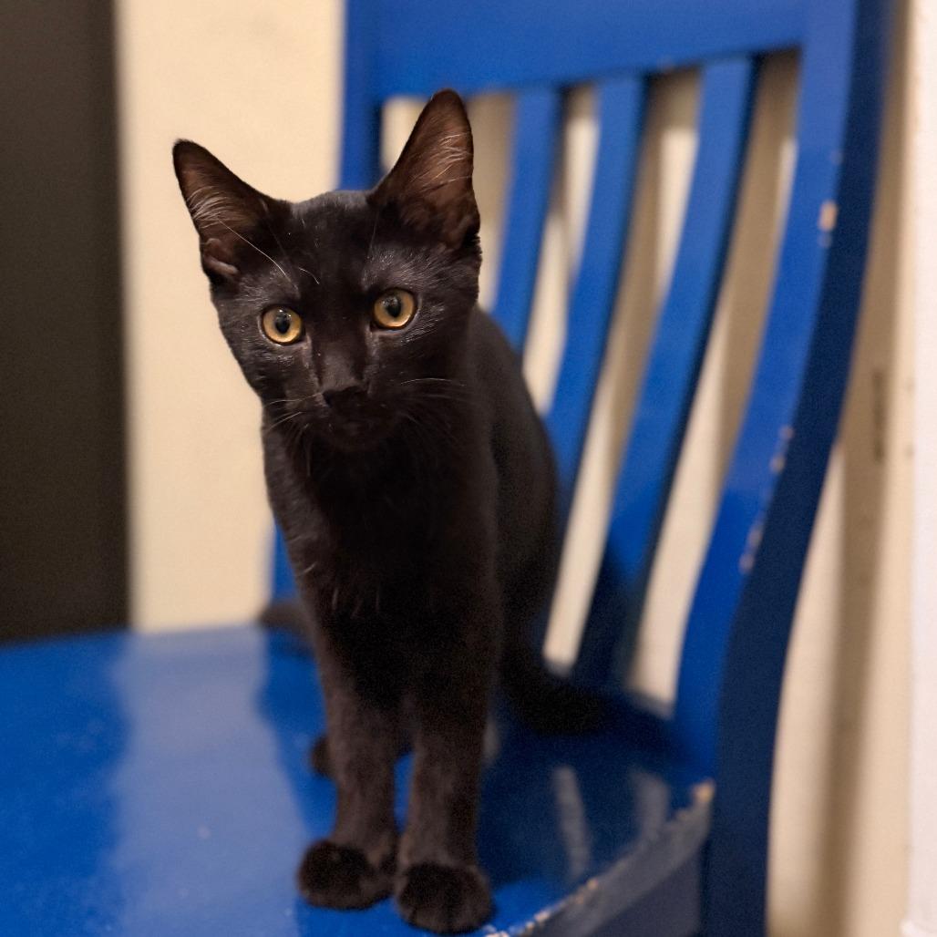 Enlarge Stetson, a Adoptable Domestic Short Hair in Richland, MI image 2/4