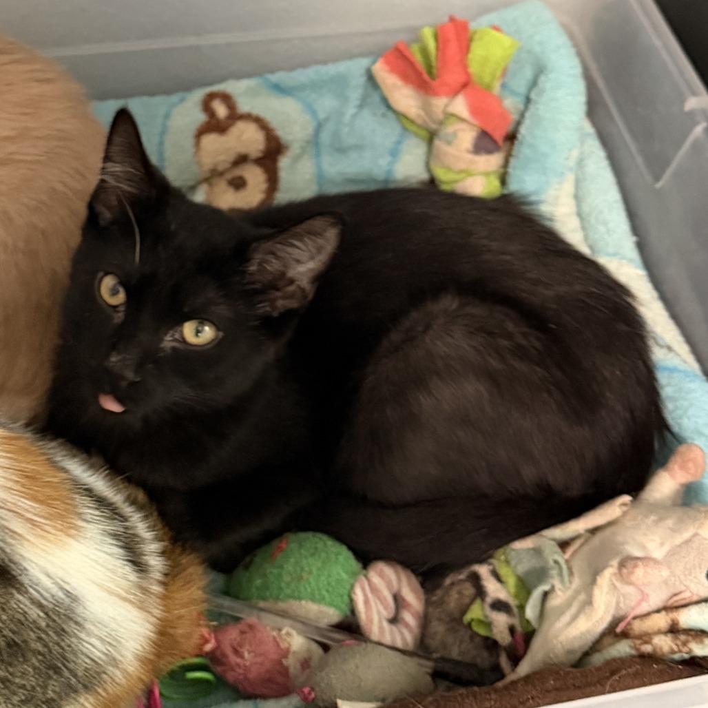 Enlarge Stetson, a Adoptable Domestic Short Hair in Richland, MI image 3/5