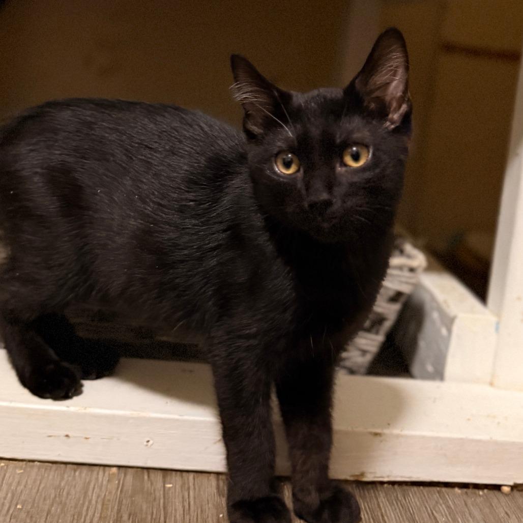 Enlarge Stetson, a Adoptable Domestic Short Hair in Richland, MI image 3/4